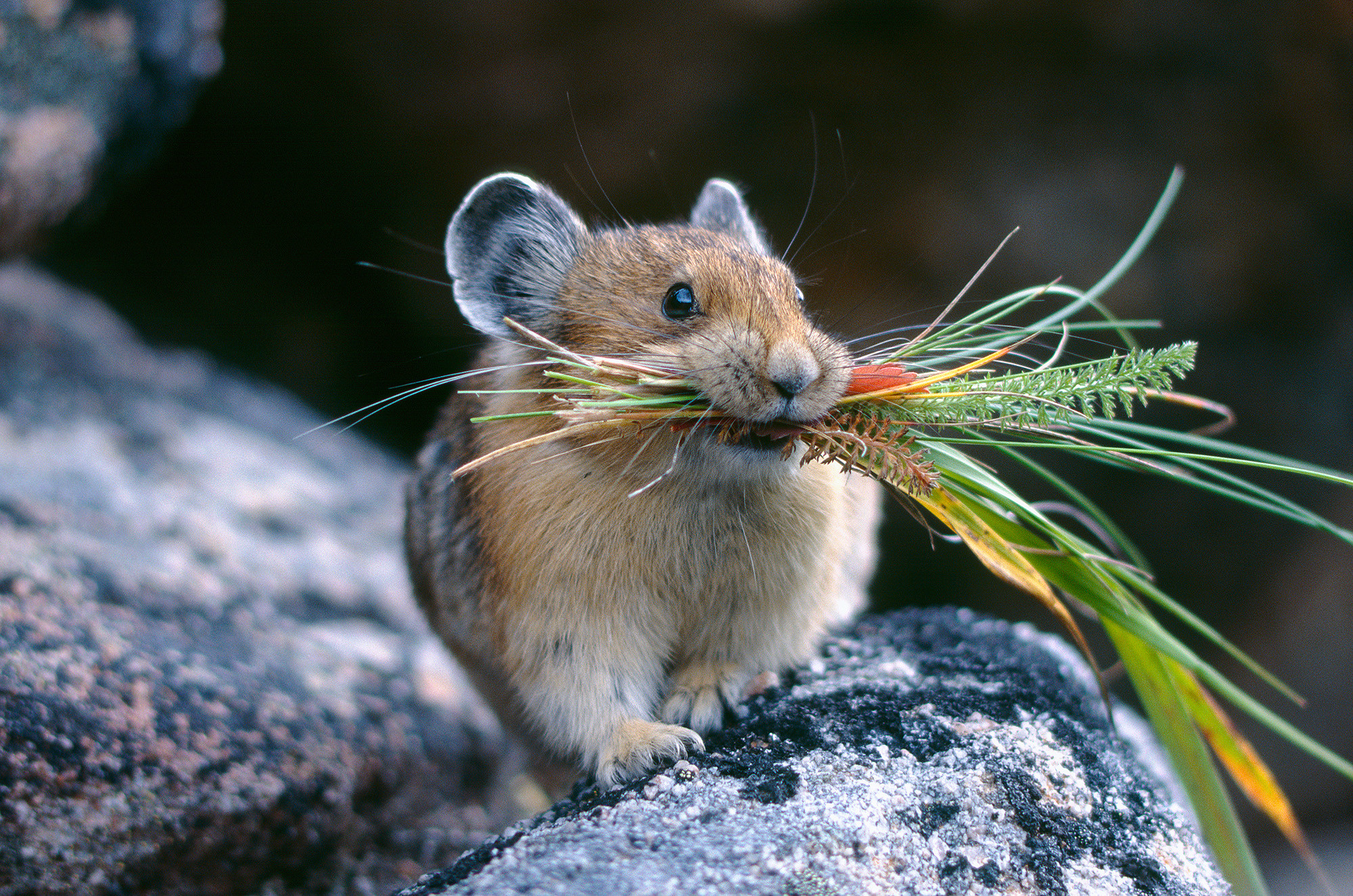 Wallpapers American pika pika a mammal on the desktop