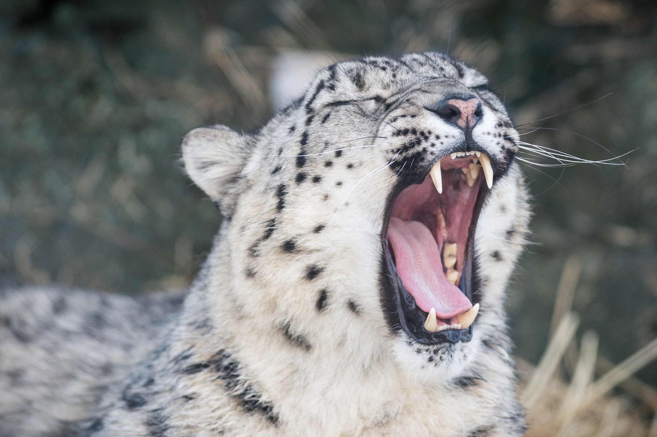 Wallpapers face wildlife teeth on the desktop