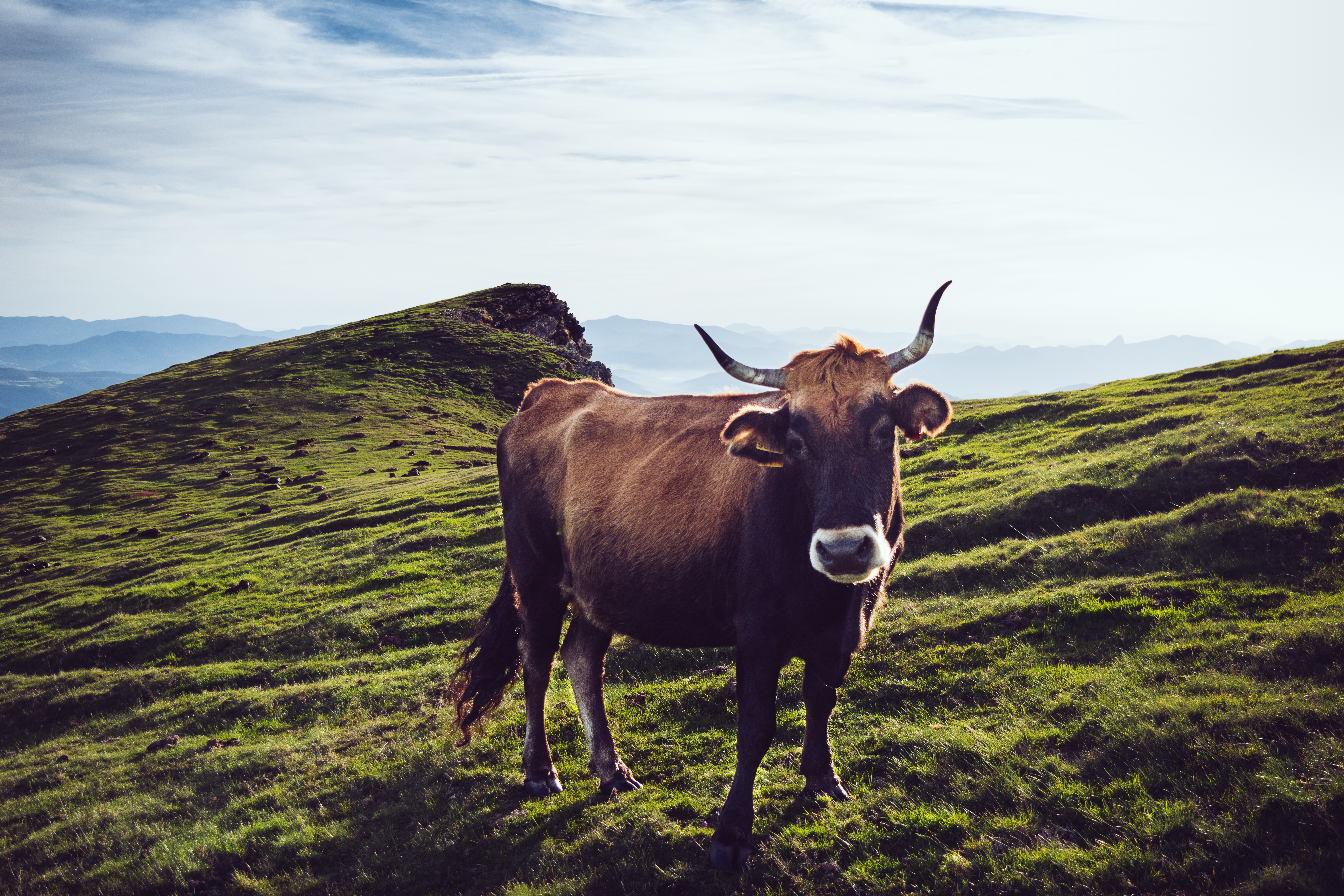 免费照片一头角牛在铁山上吃草。