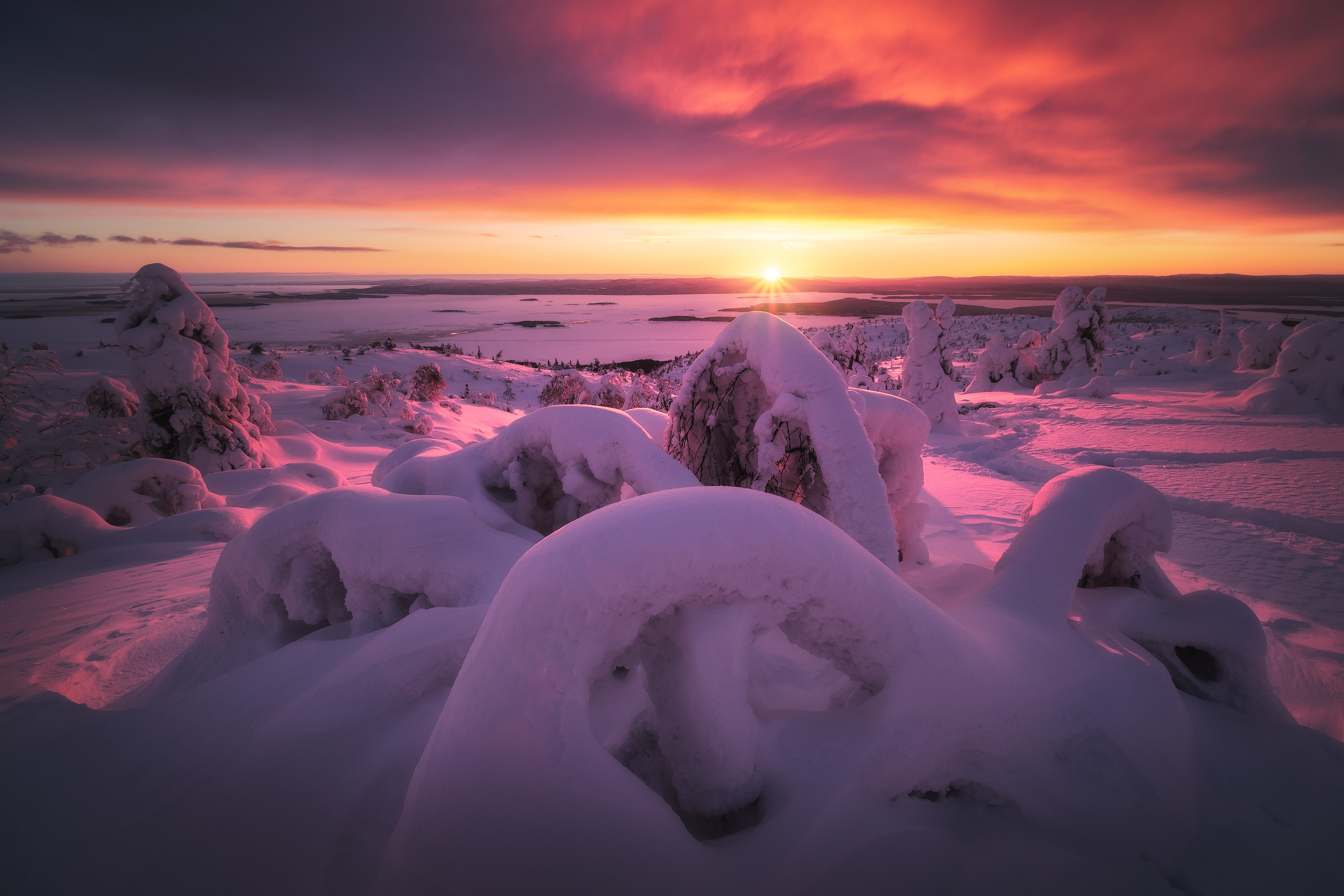 Free photo Snow octopus