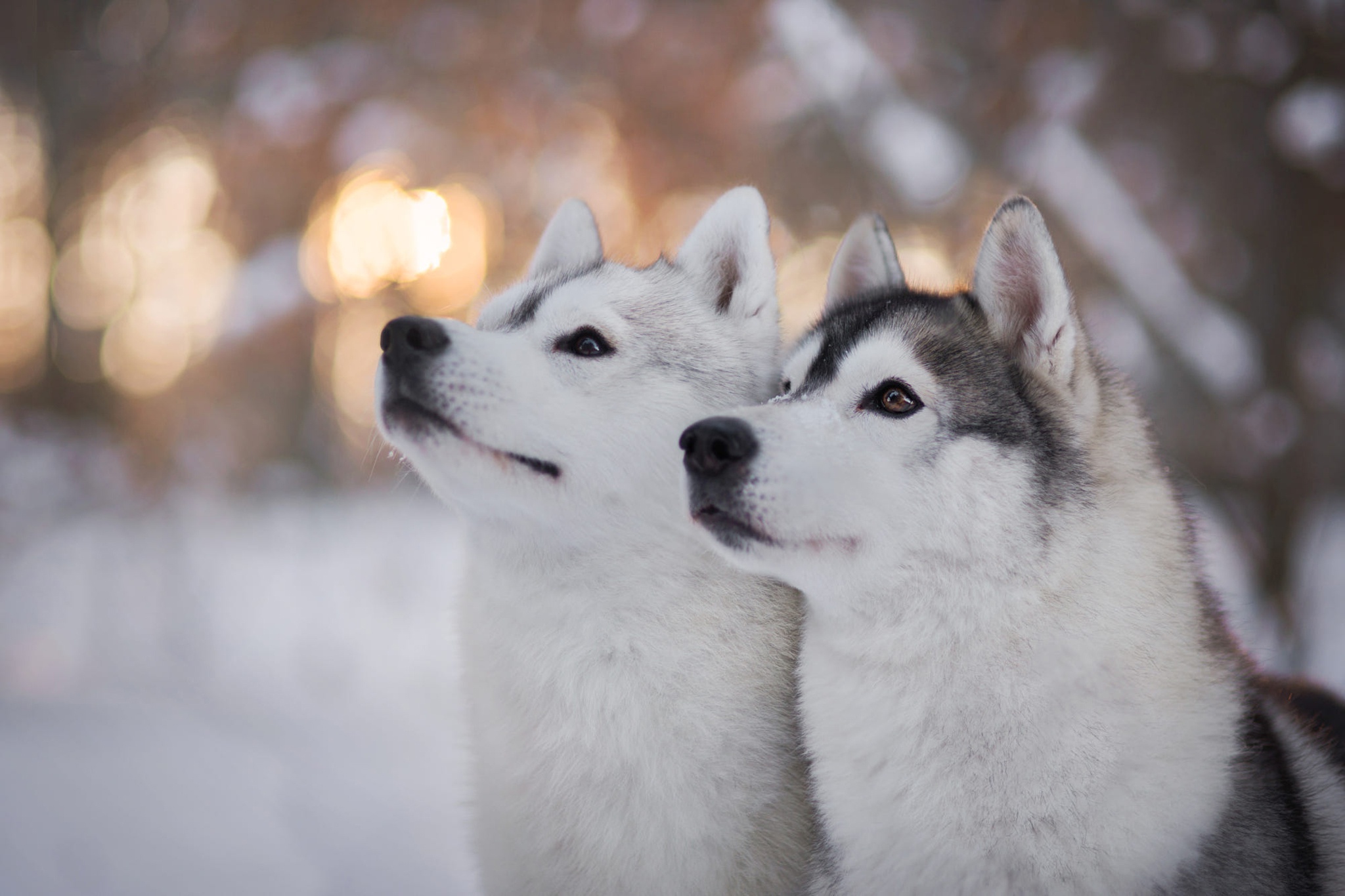 Free photo Two beautiful husky