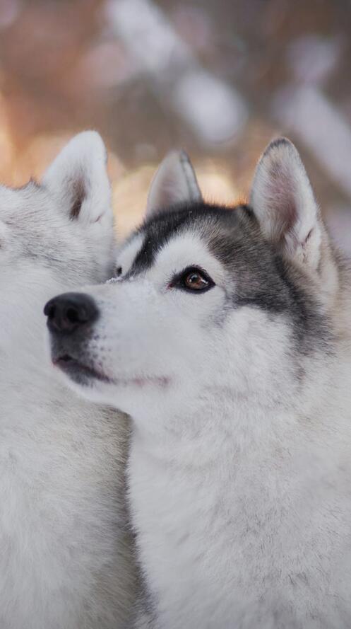 Бесплатное фото Две красавицы хаски