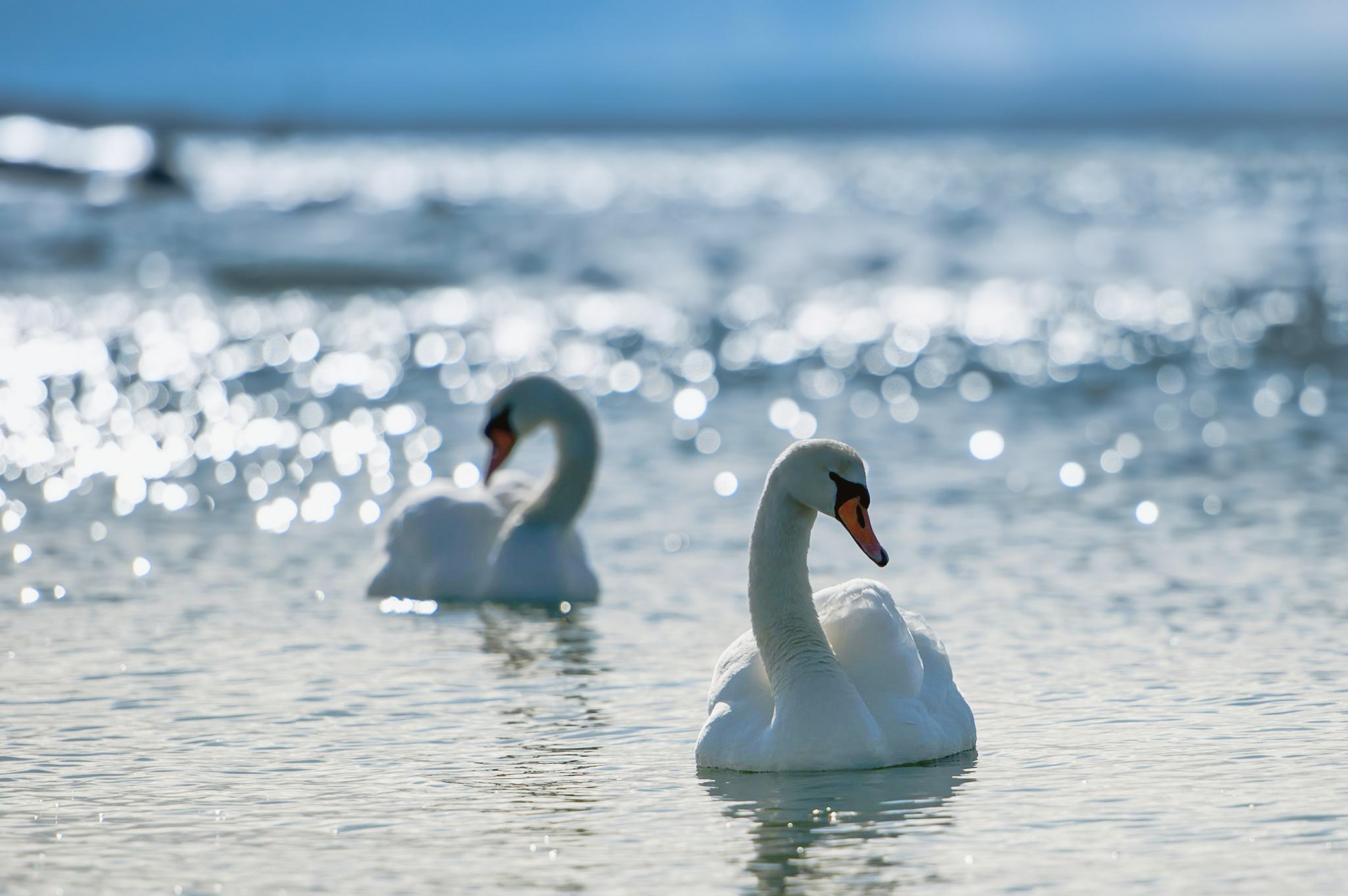 Swans on the water