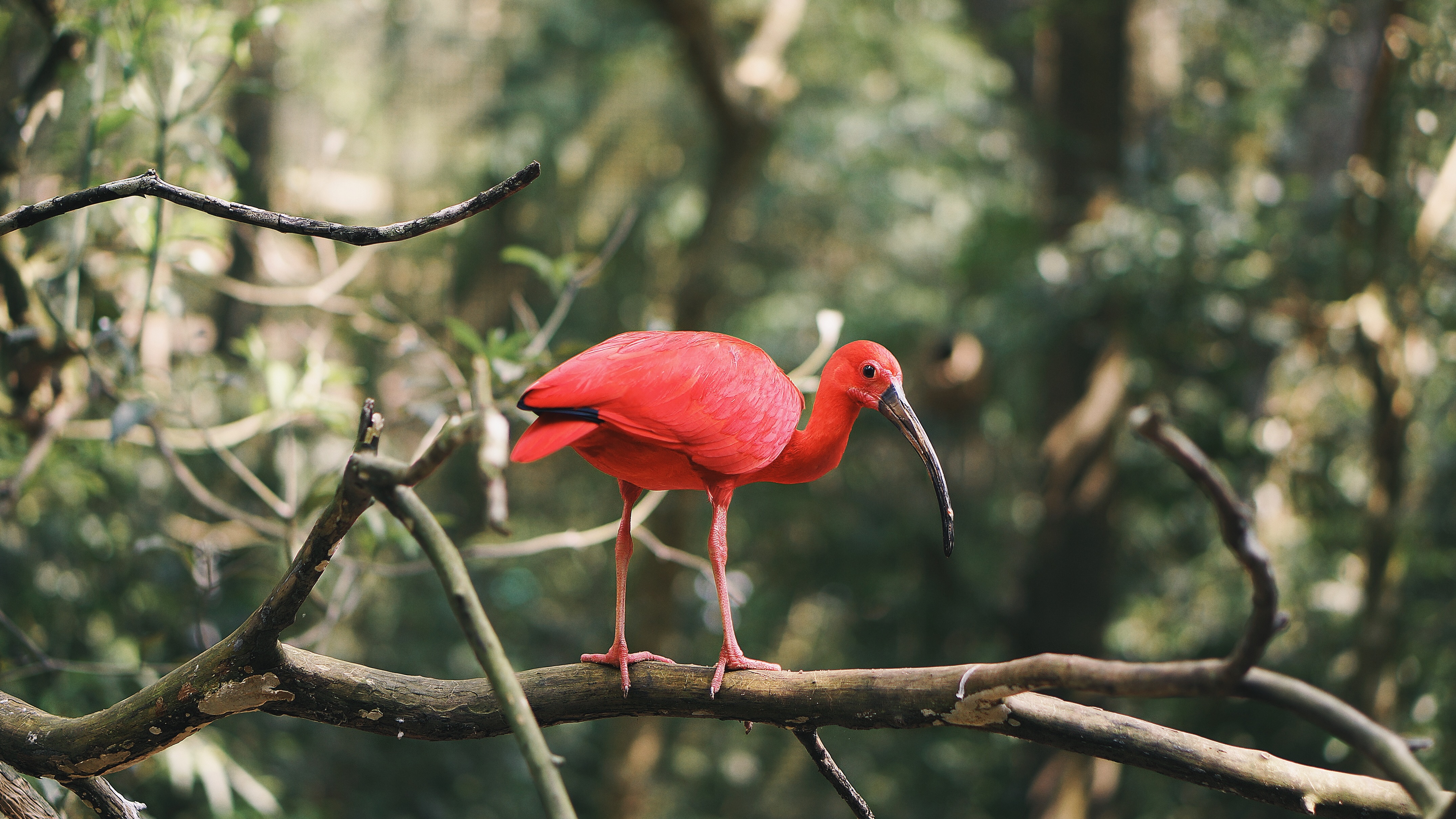 Free photo Red ibis, exotic bird on a branch