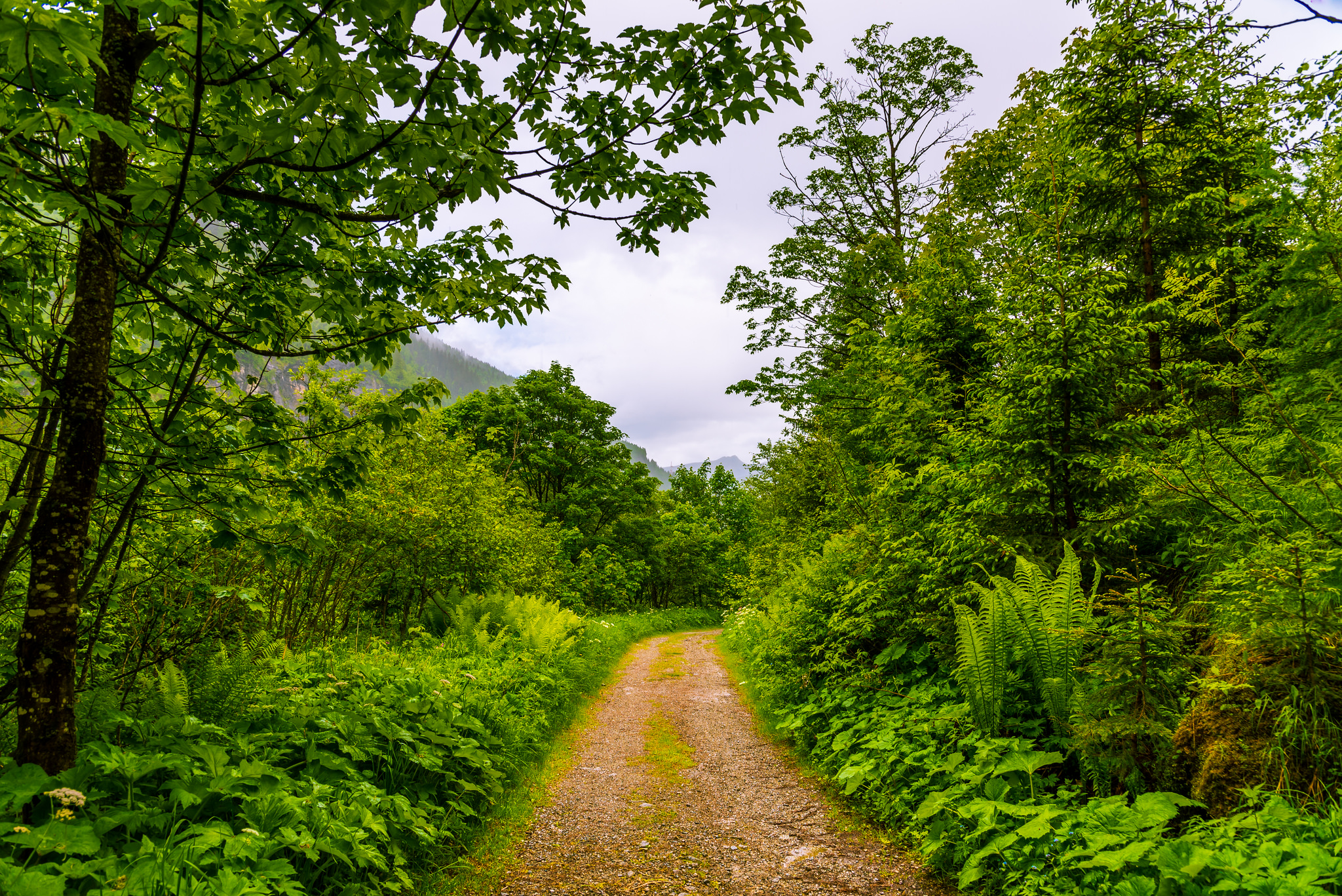 Wallpapers nature Austria Bad Gastein forest road on the desktop