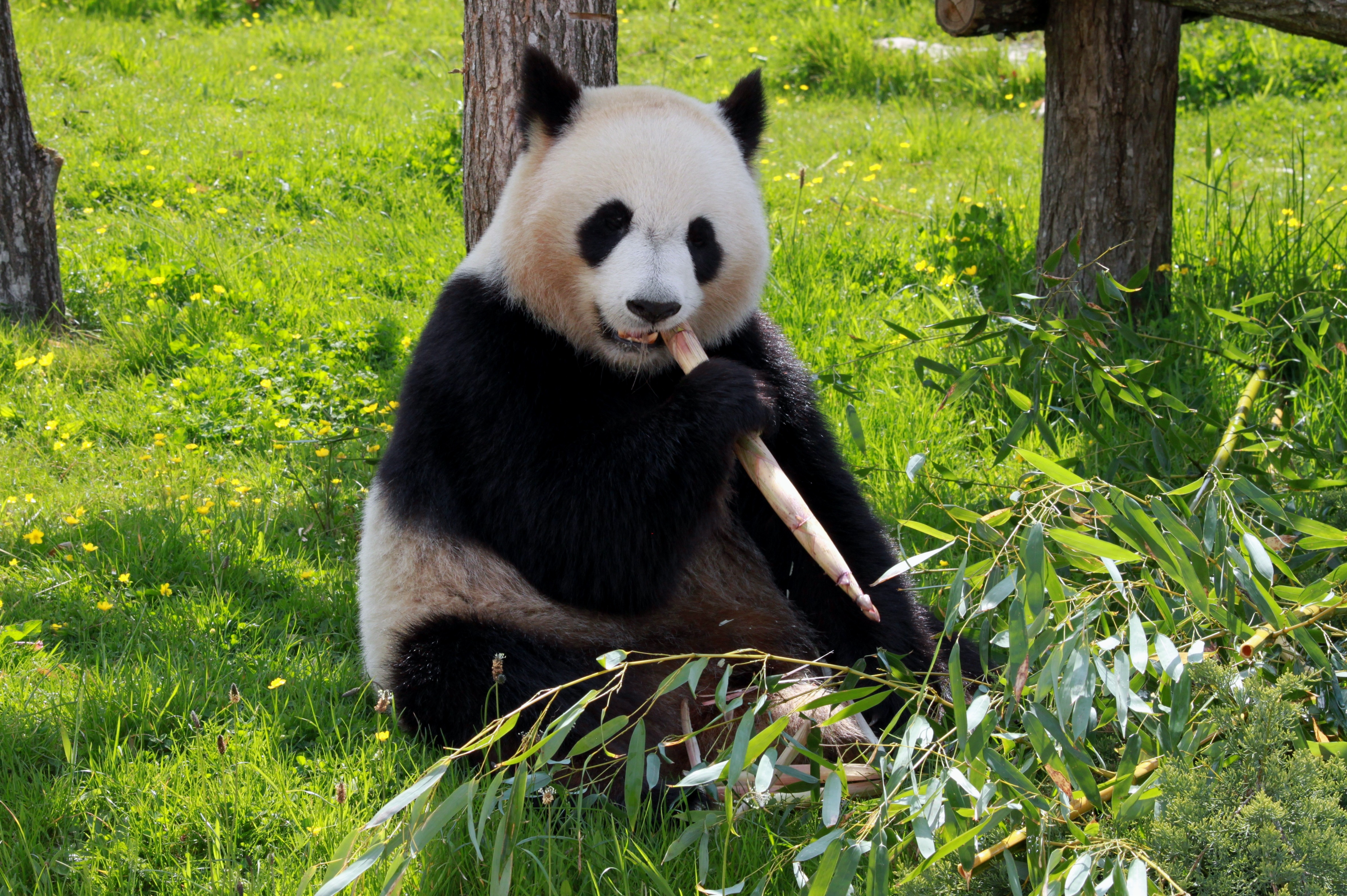 熊猫坐在草地上啃树枝。