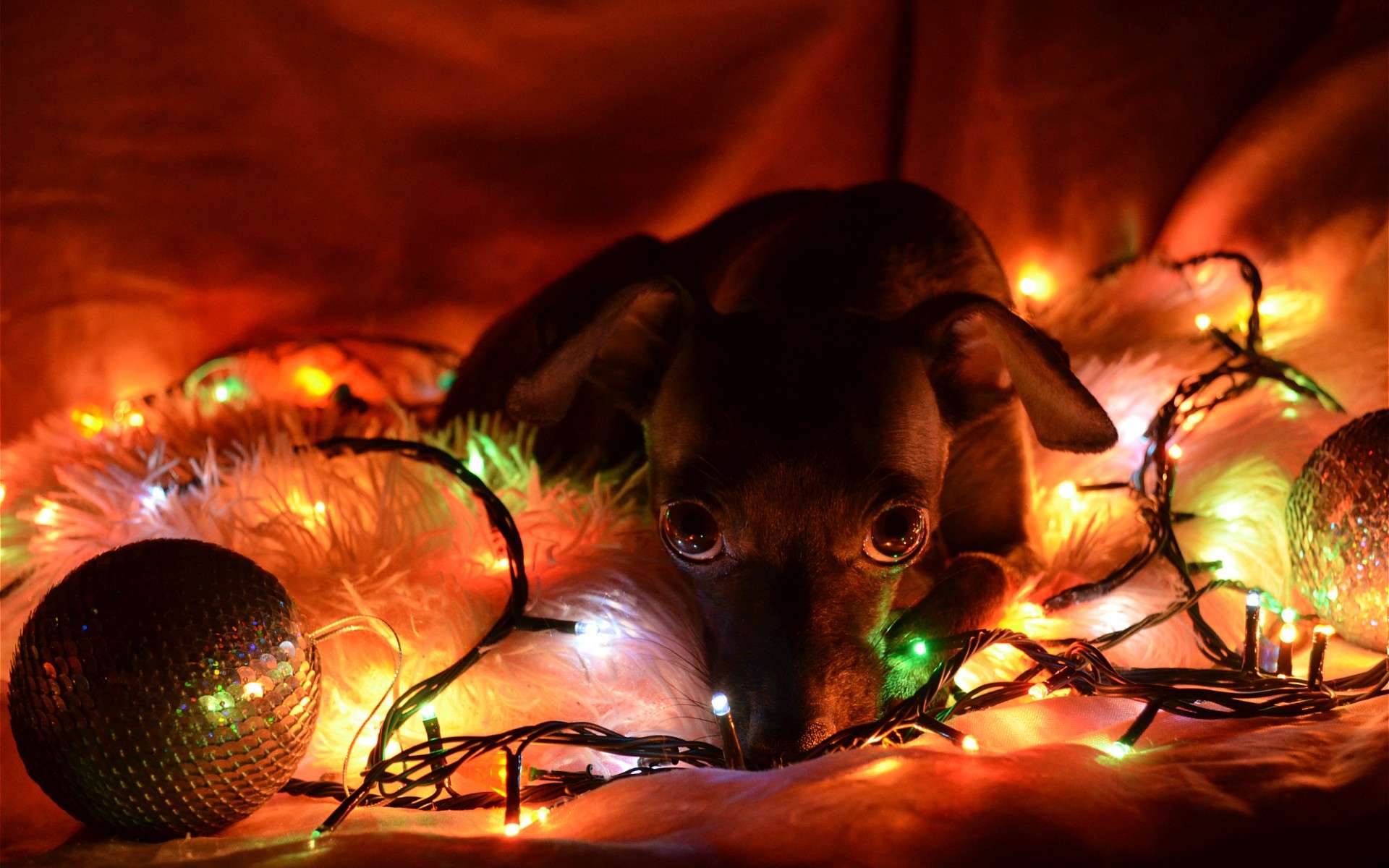 Wallpapers holiday dog christmas garland on the desktop