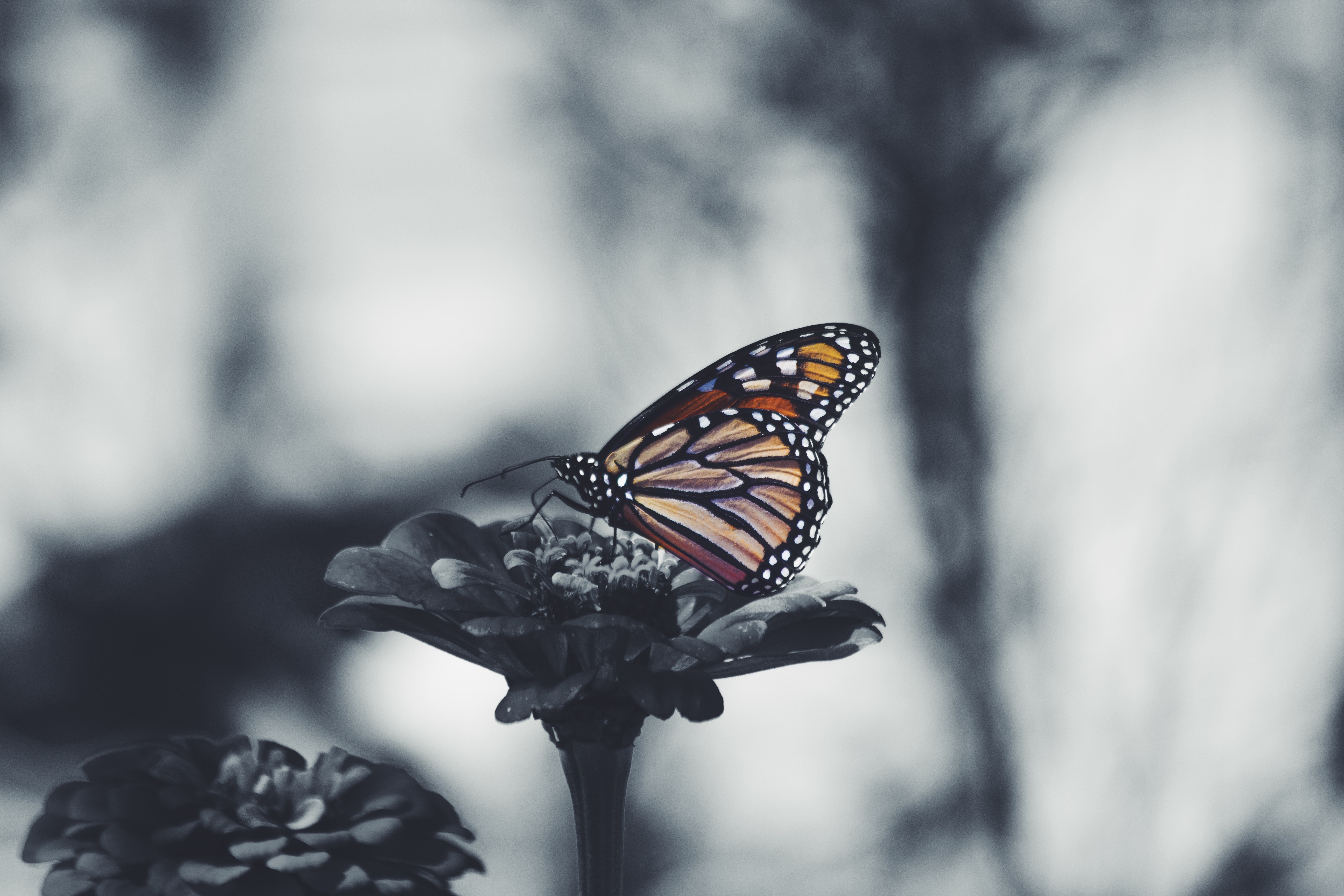 Wallpapers wallpaper butterfly blurred wings on the desktop