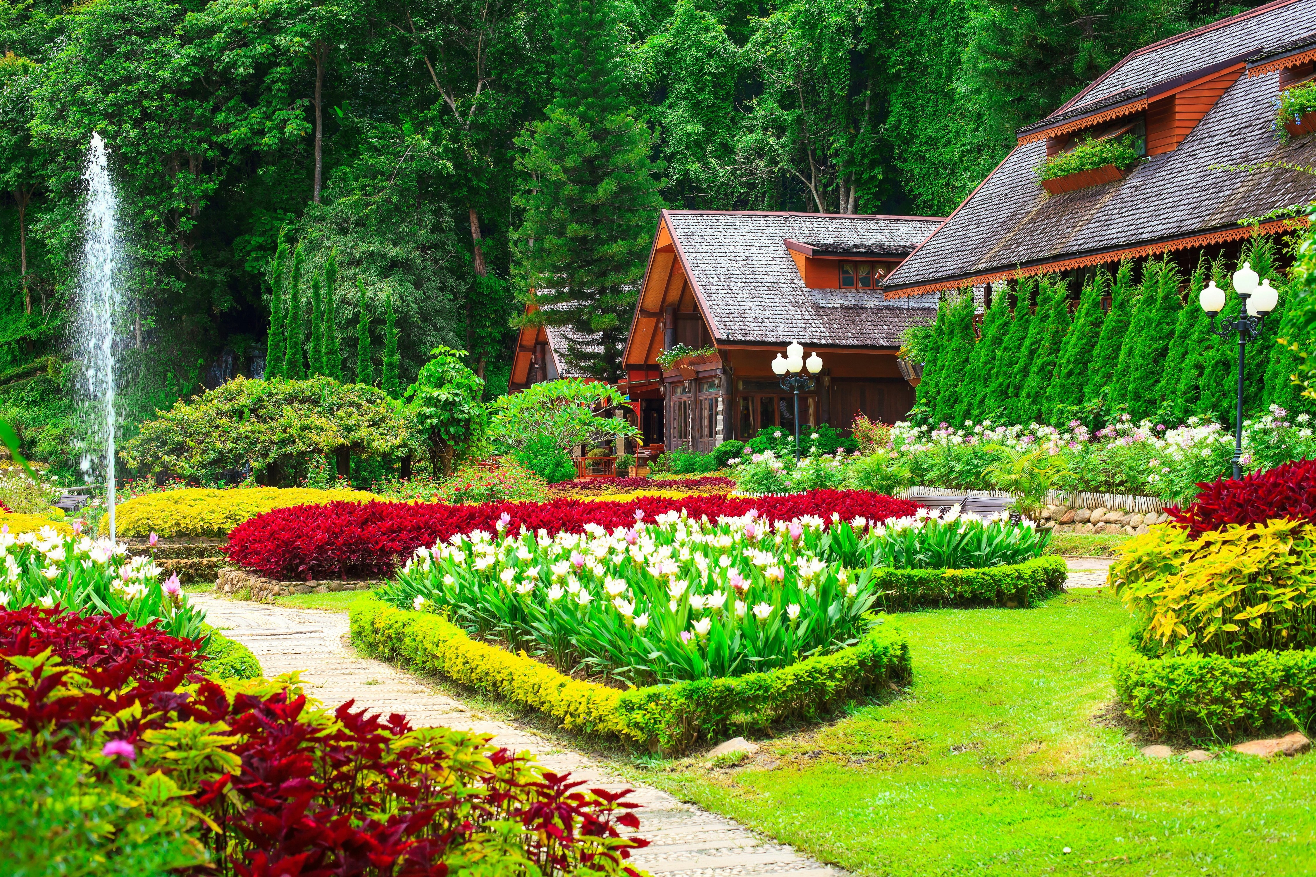 Free photo Large tulip bushes in the front yard