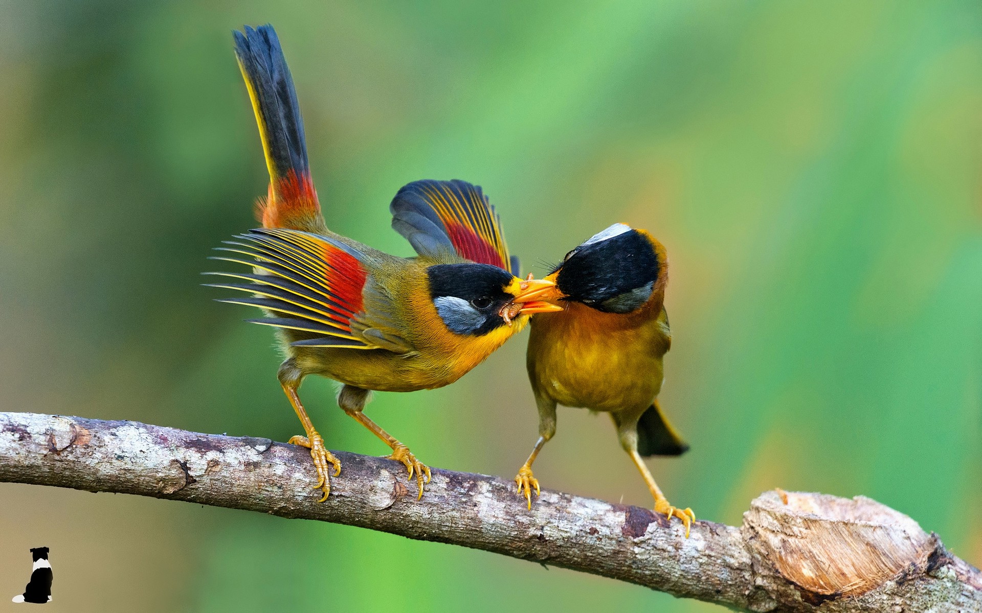 Free photo Birds share their food with each other.