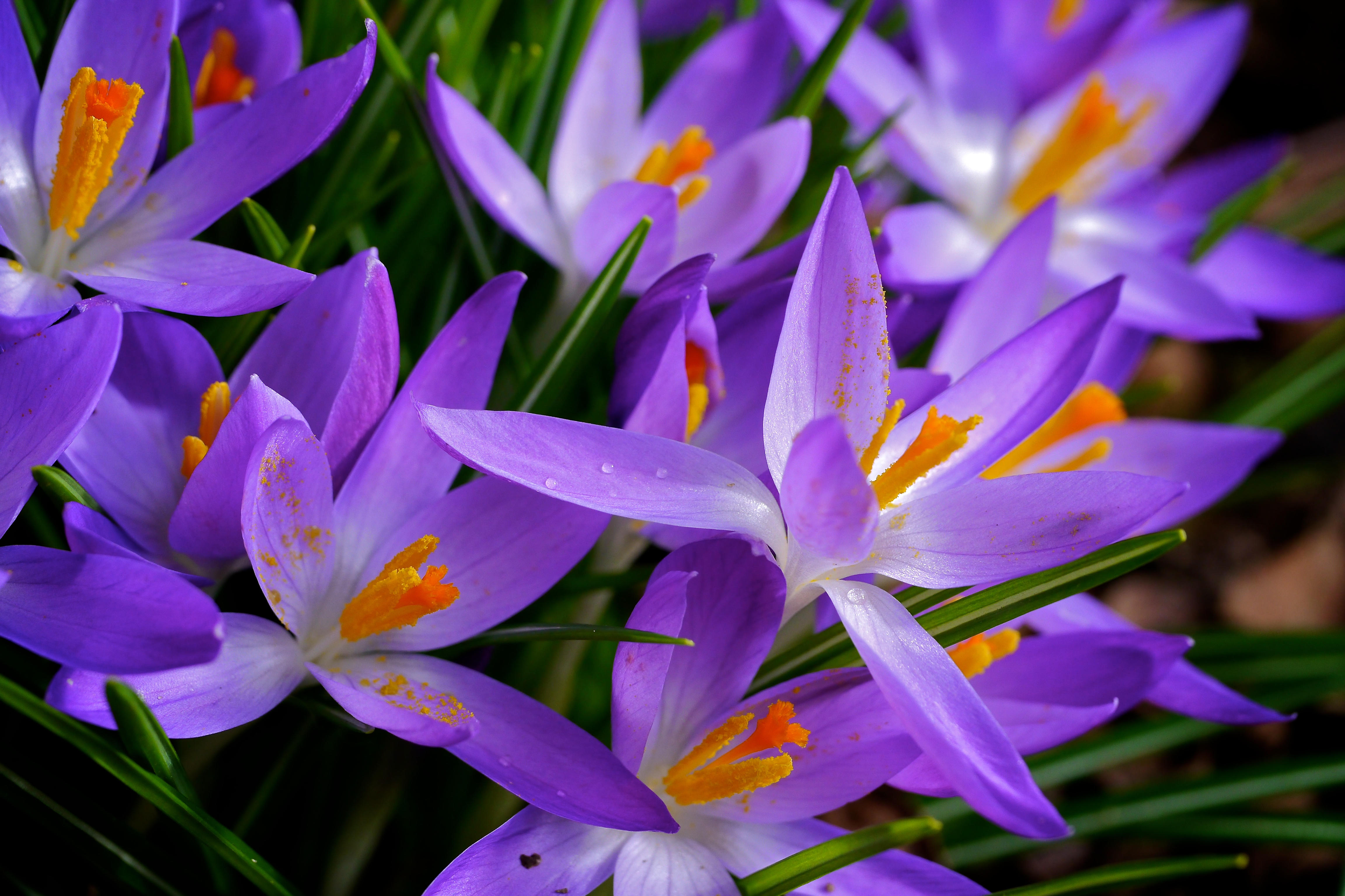 Wallpapers flowers flowers blue flora on the desktop