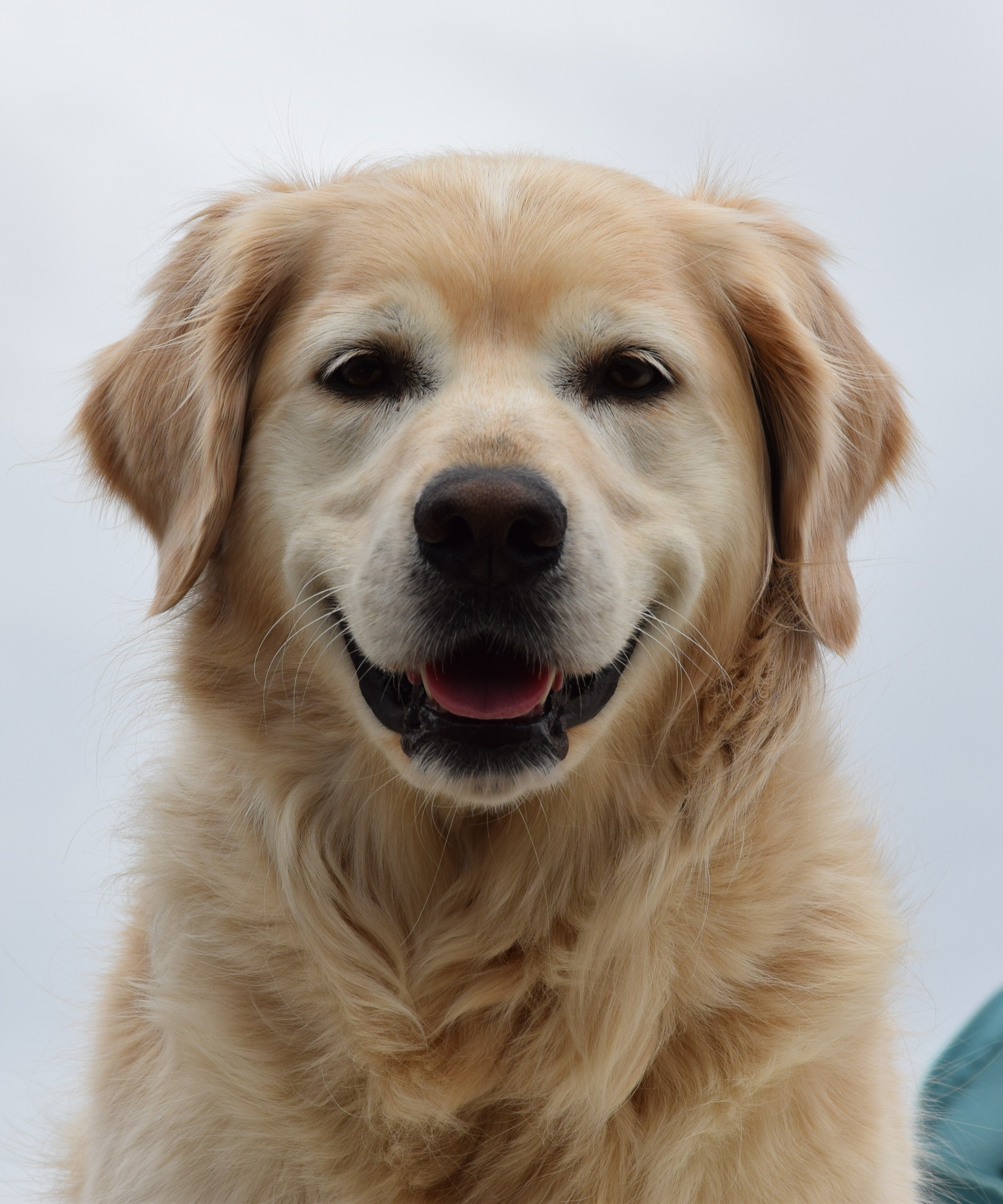 Free photo Portrait of a Labrador Retriever