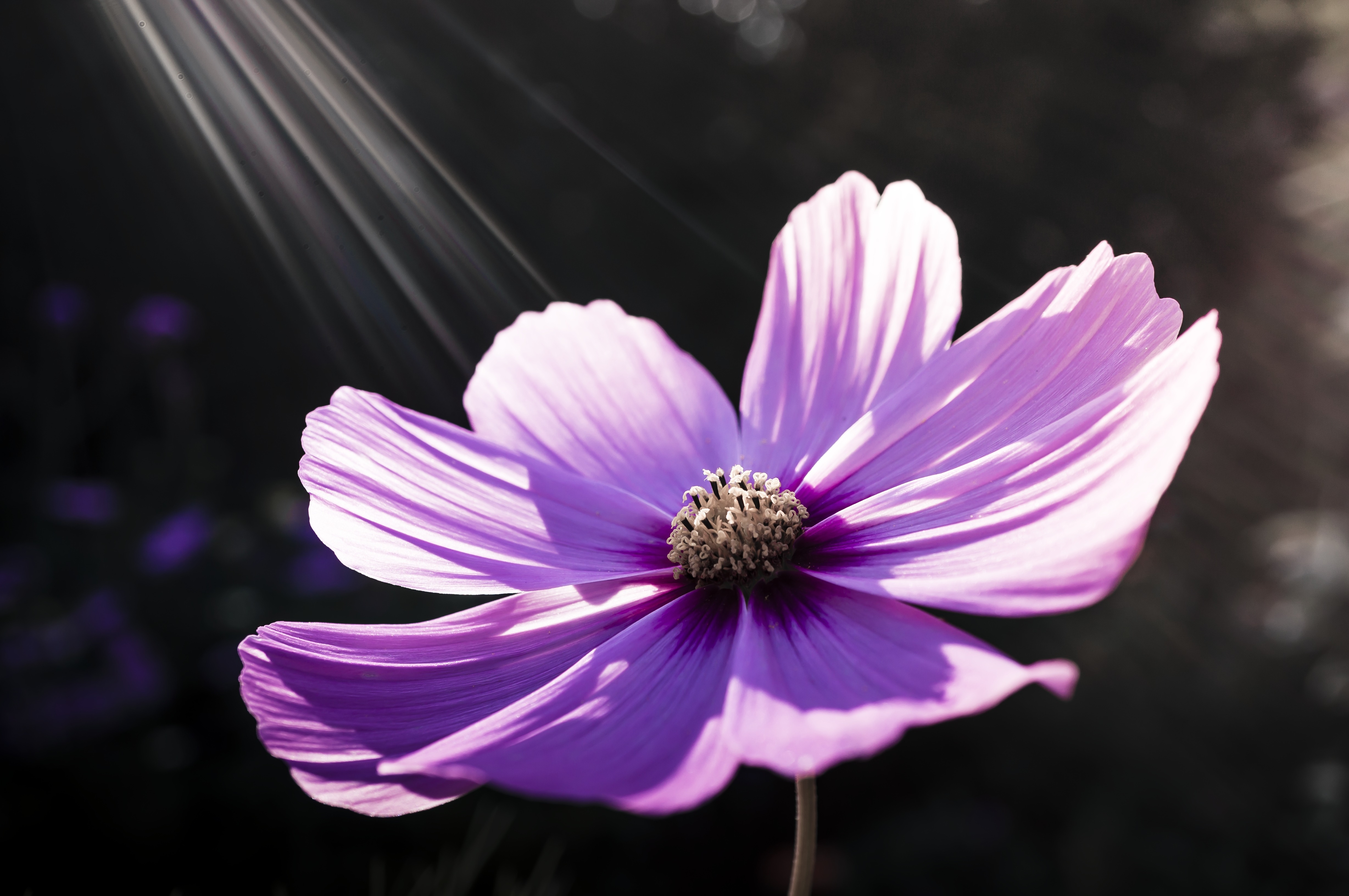 阳光洒在花园里一朵珂丝米雅的紫色花瓣上