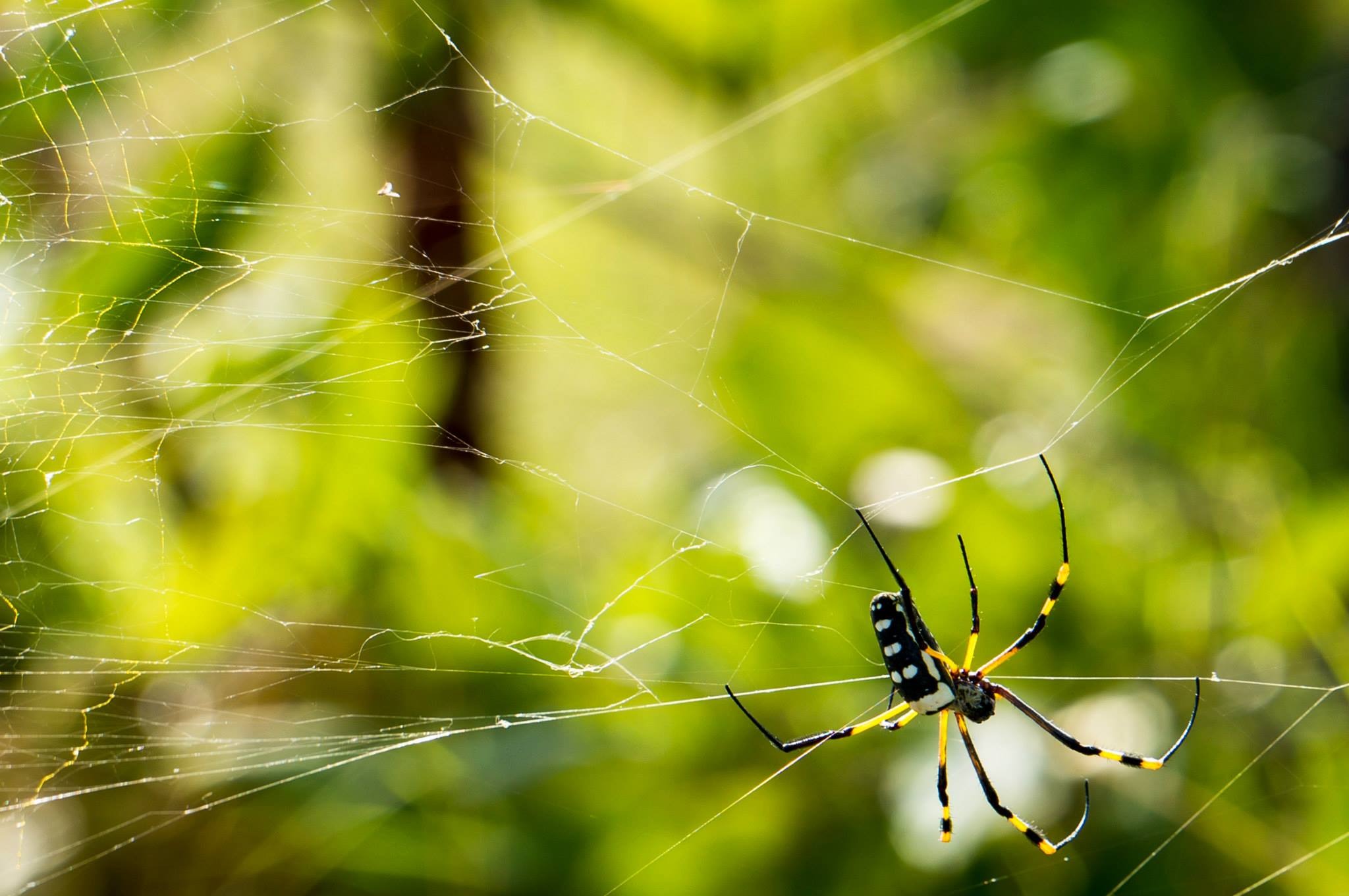 Free photo A poisonous spider on a web