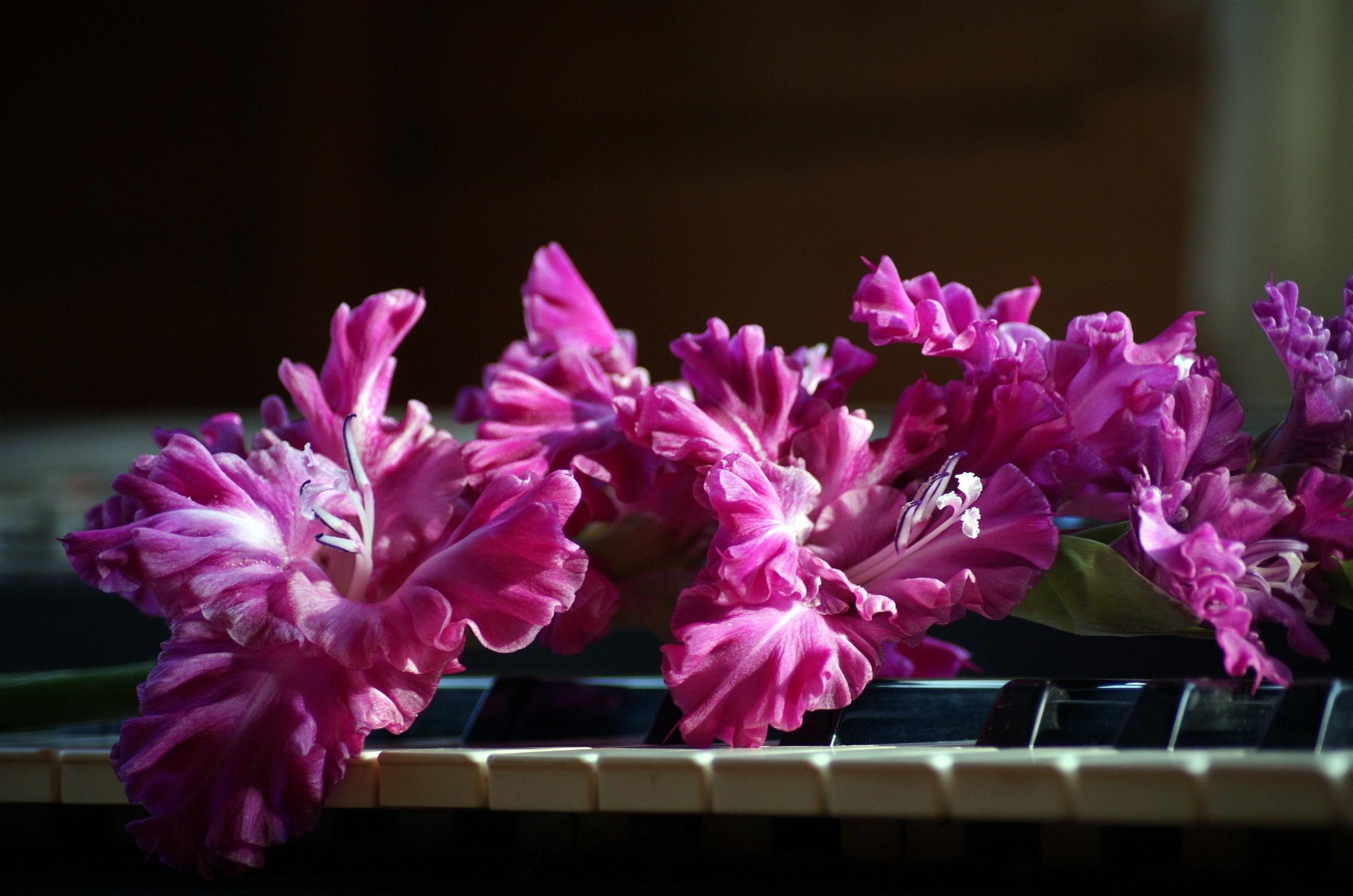 Wallpapers purple piano blossom on the desktop