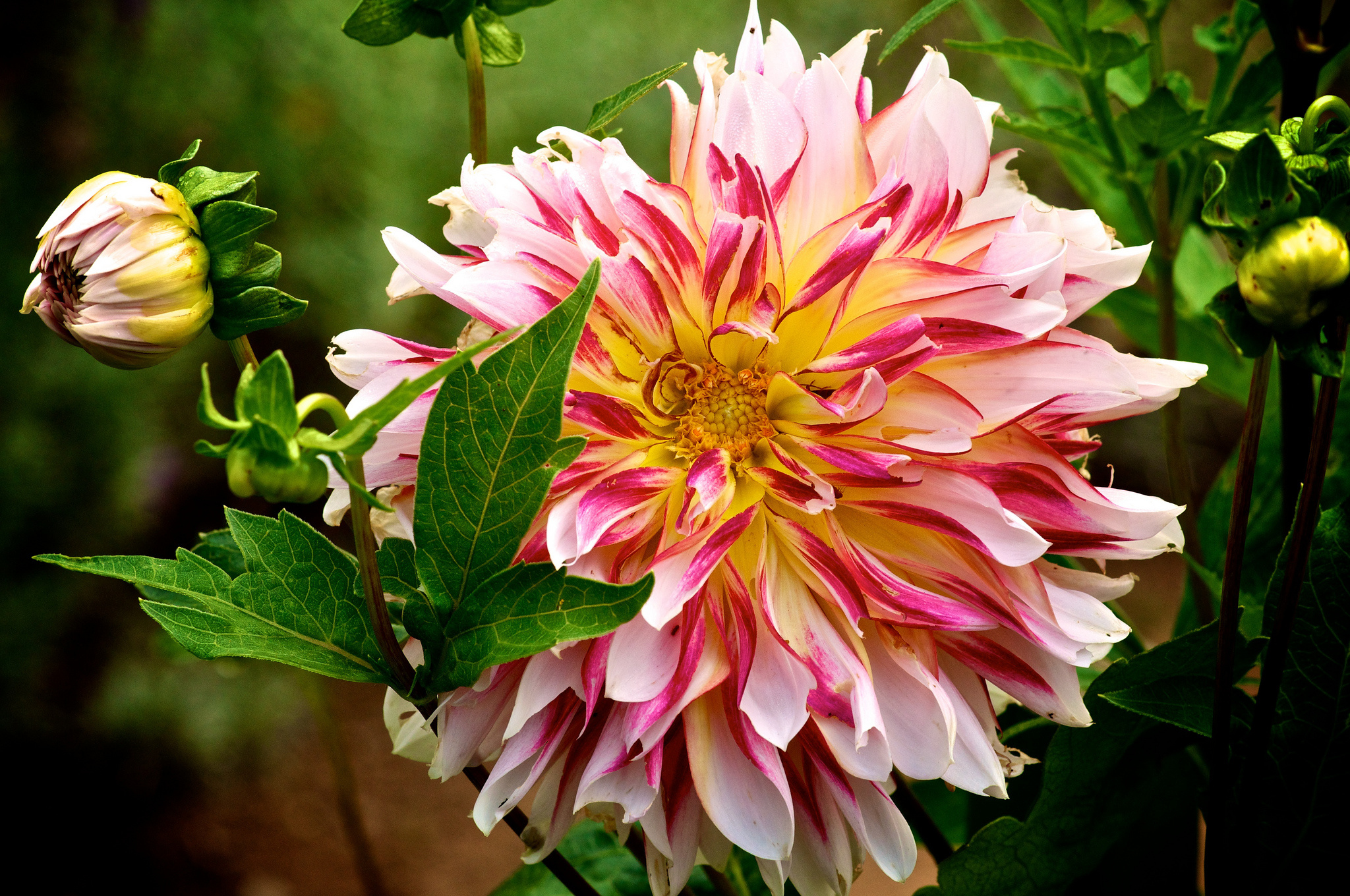 桌面上的壁纸新芽 天竺牡丹 宏观