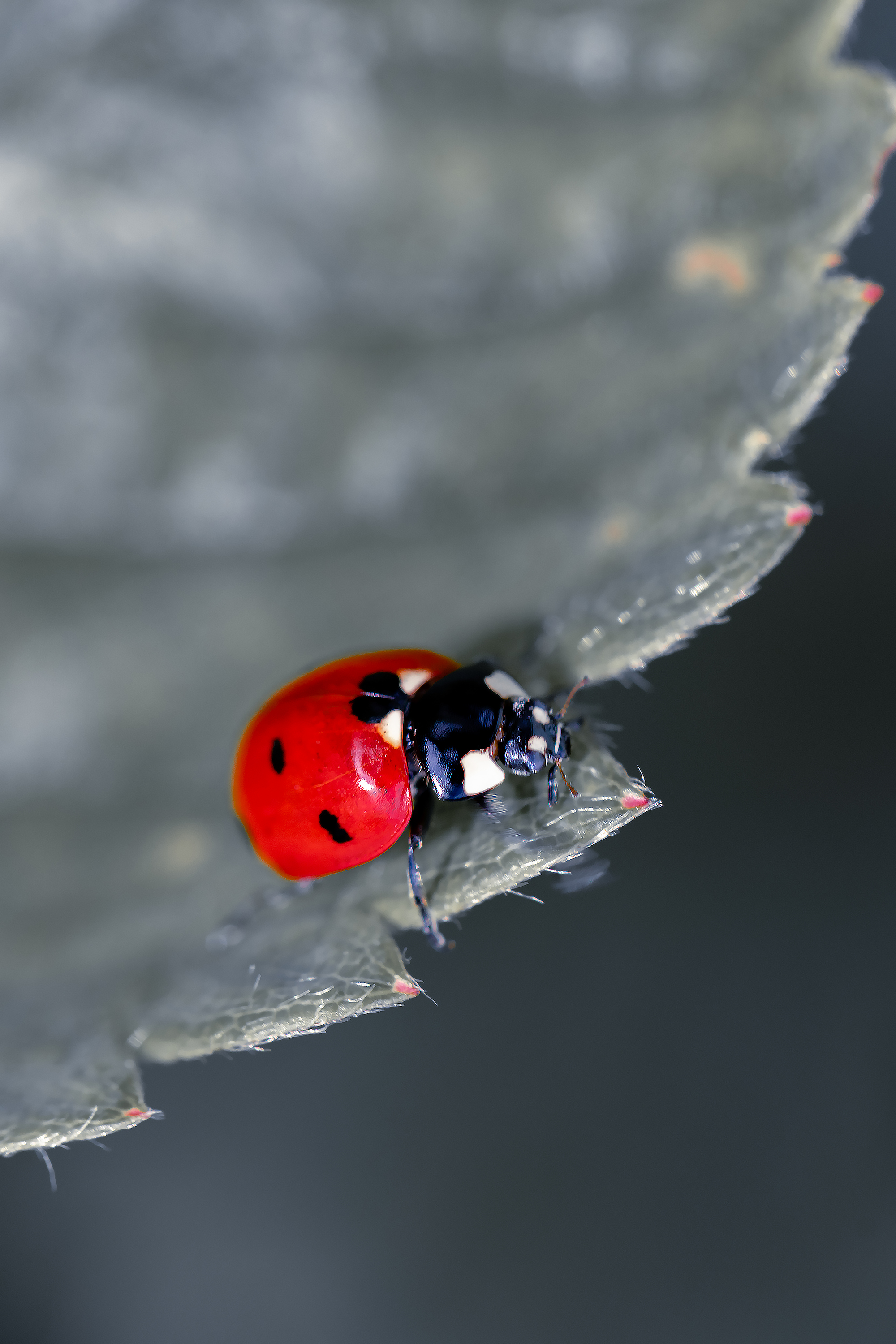 Бесплатное фото Жук божья коровка на листике