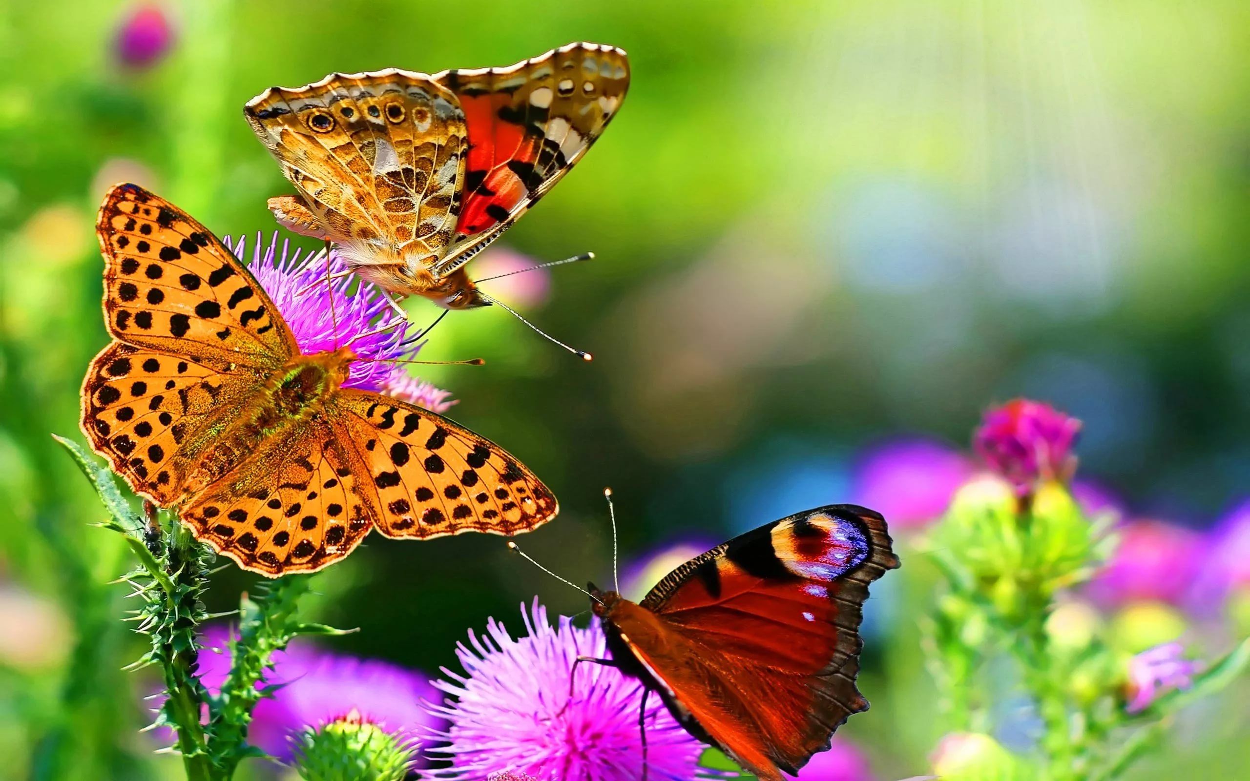 Бесплатное фото Бабочки на цветочках