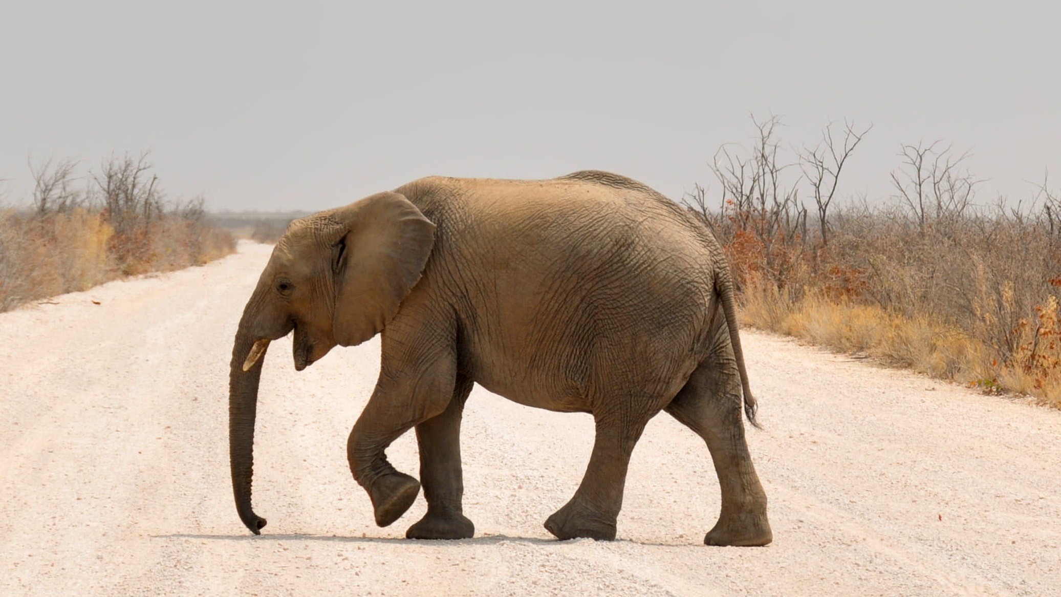 Wallpapers nature animal dry on the desktop