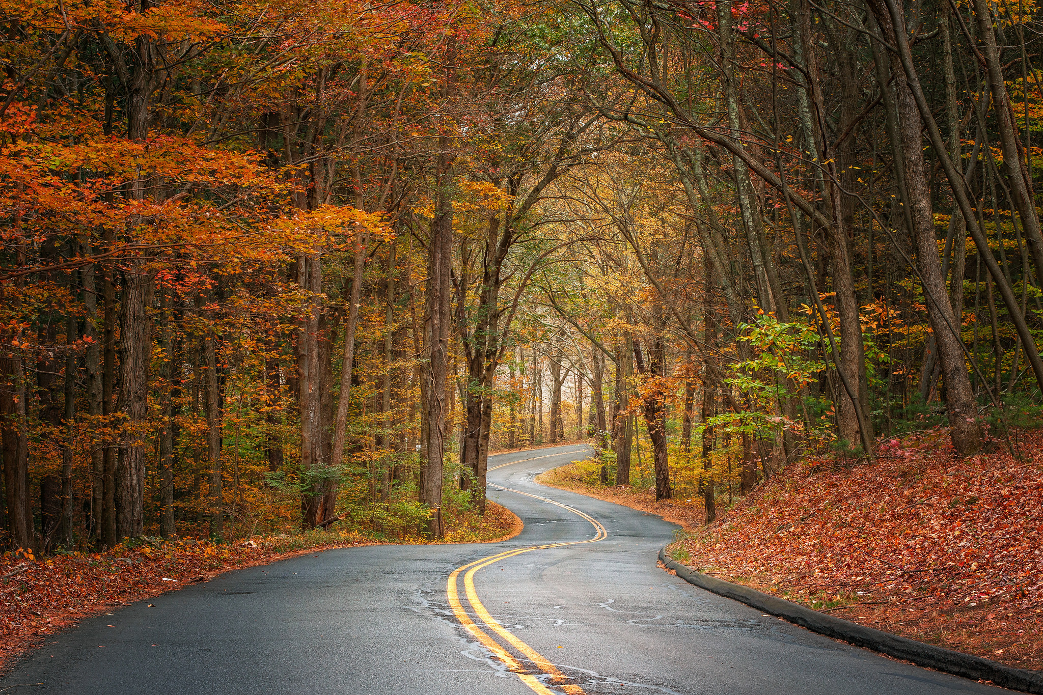 Wallpapers road road through the forest landscapes on the desktop