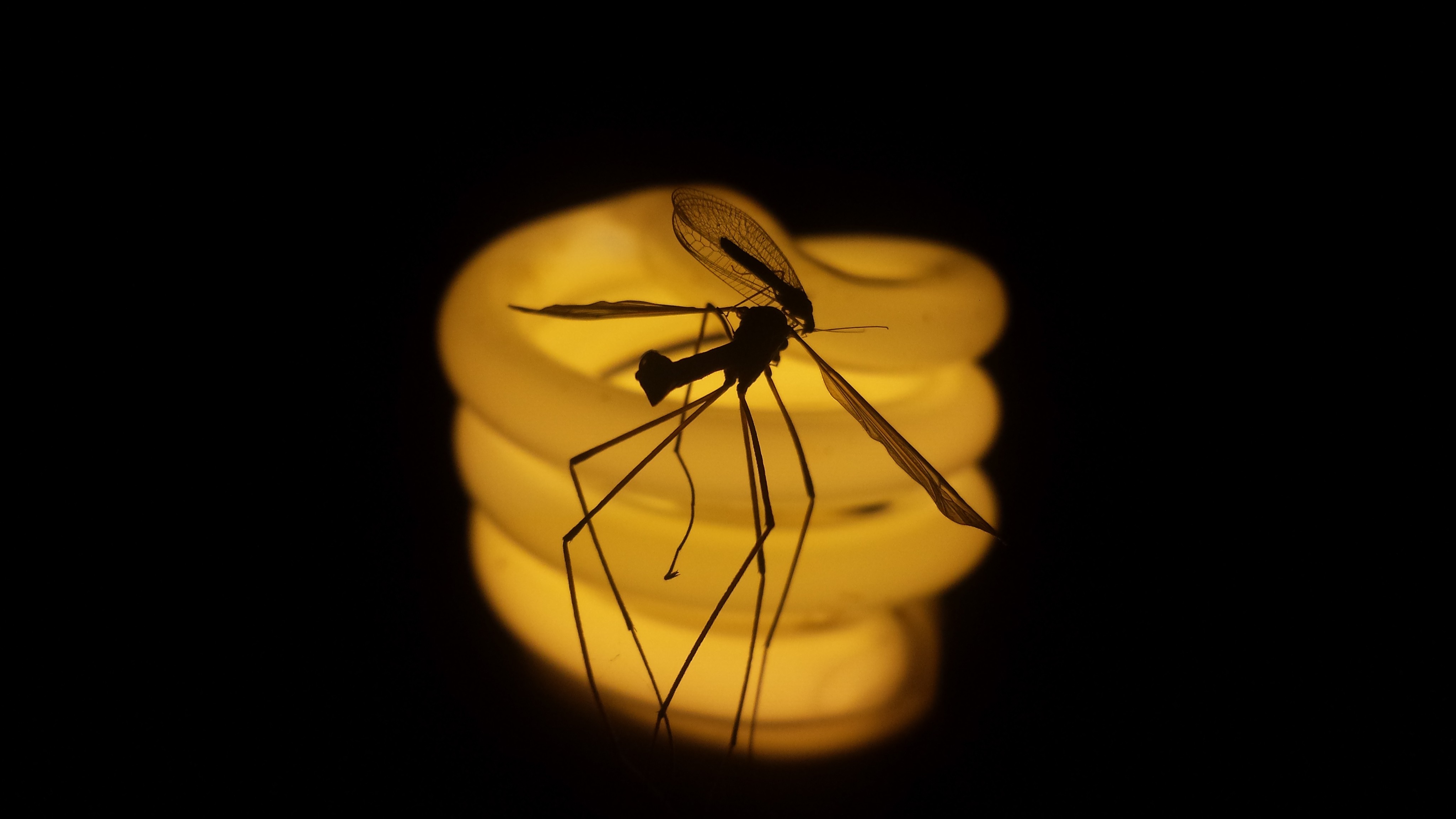 Wallpapers photography silhouette insect on the desktop