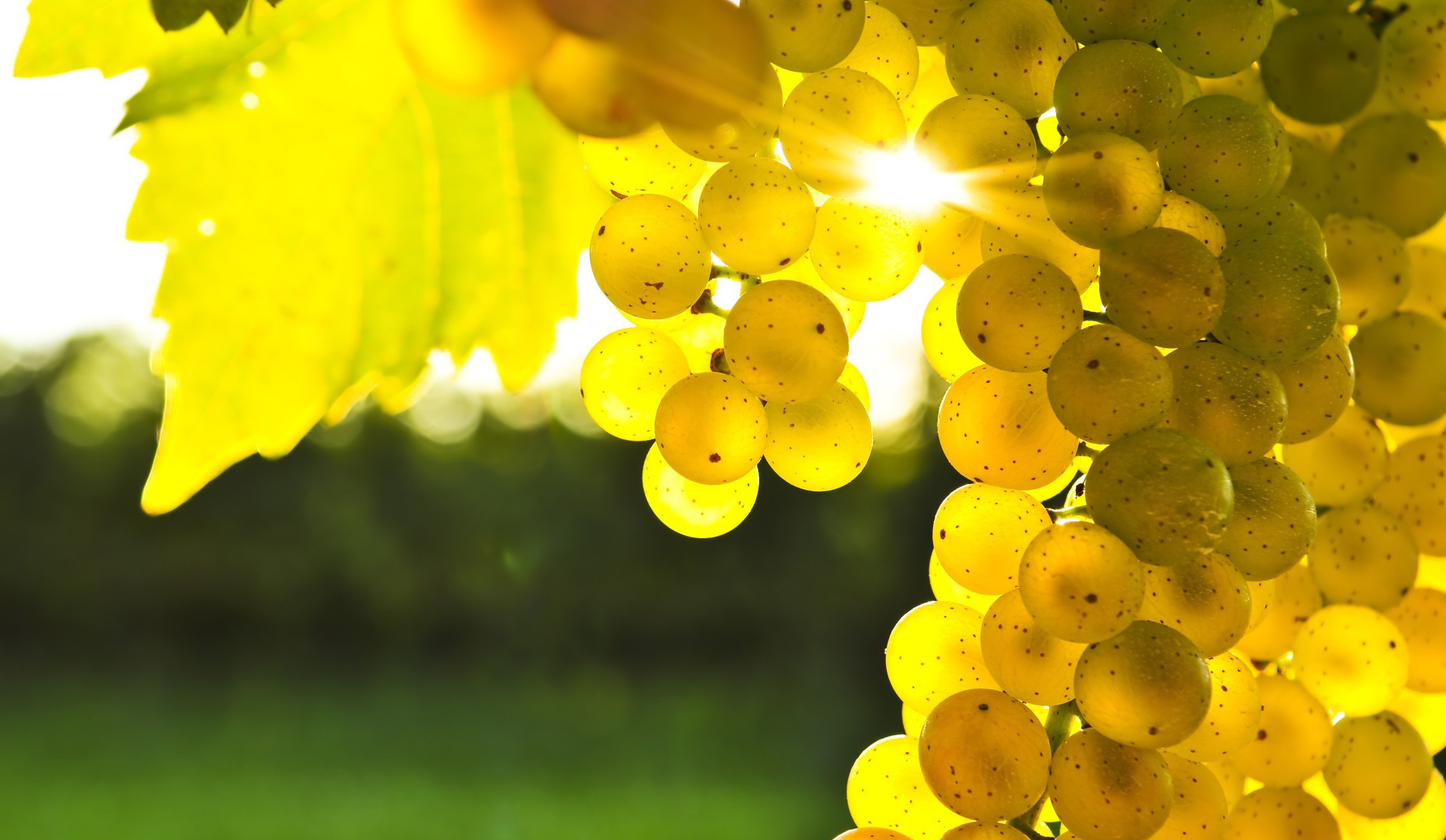 Free photo Grapes on a sunny afternoon