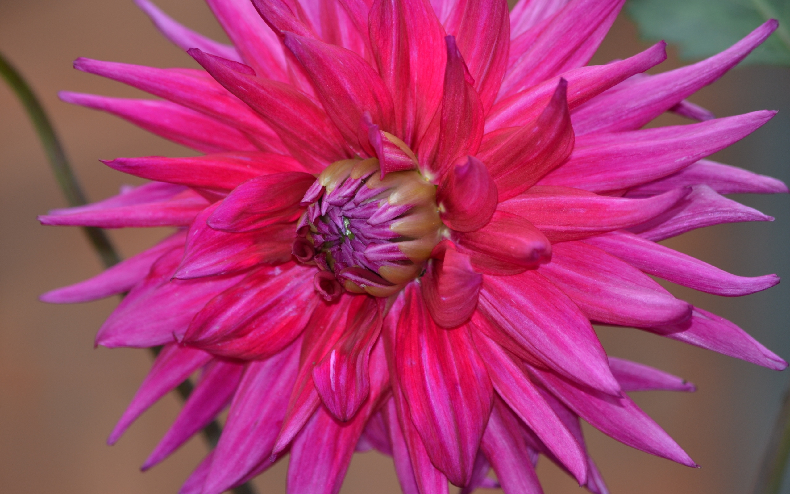 Бесплатное фото Кактусовая георгина Орфео