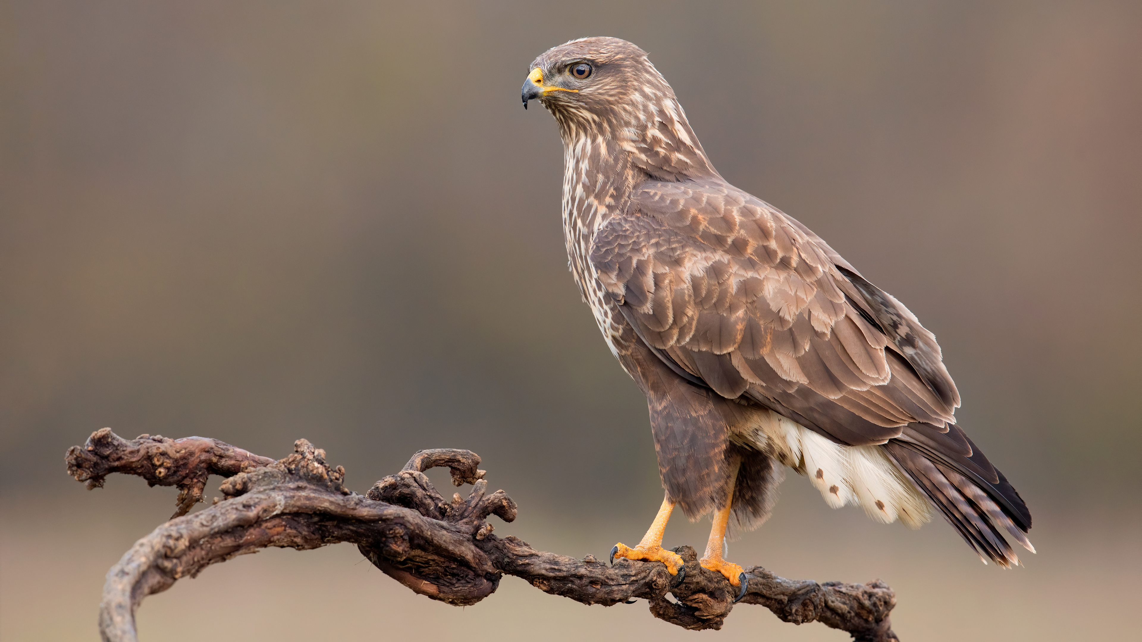 A hawk on a branch looking for prey