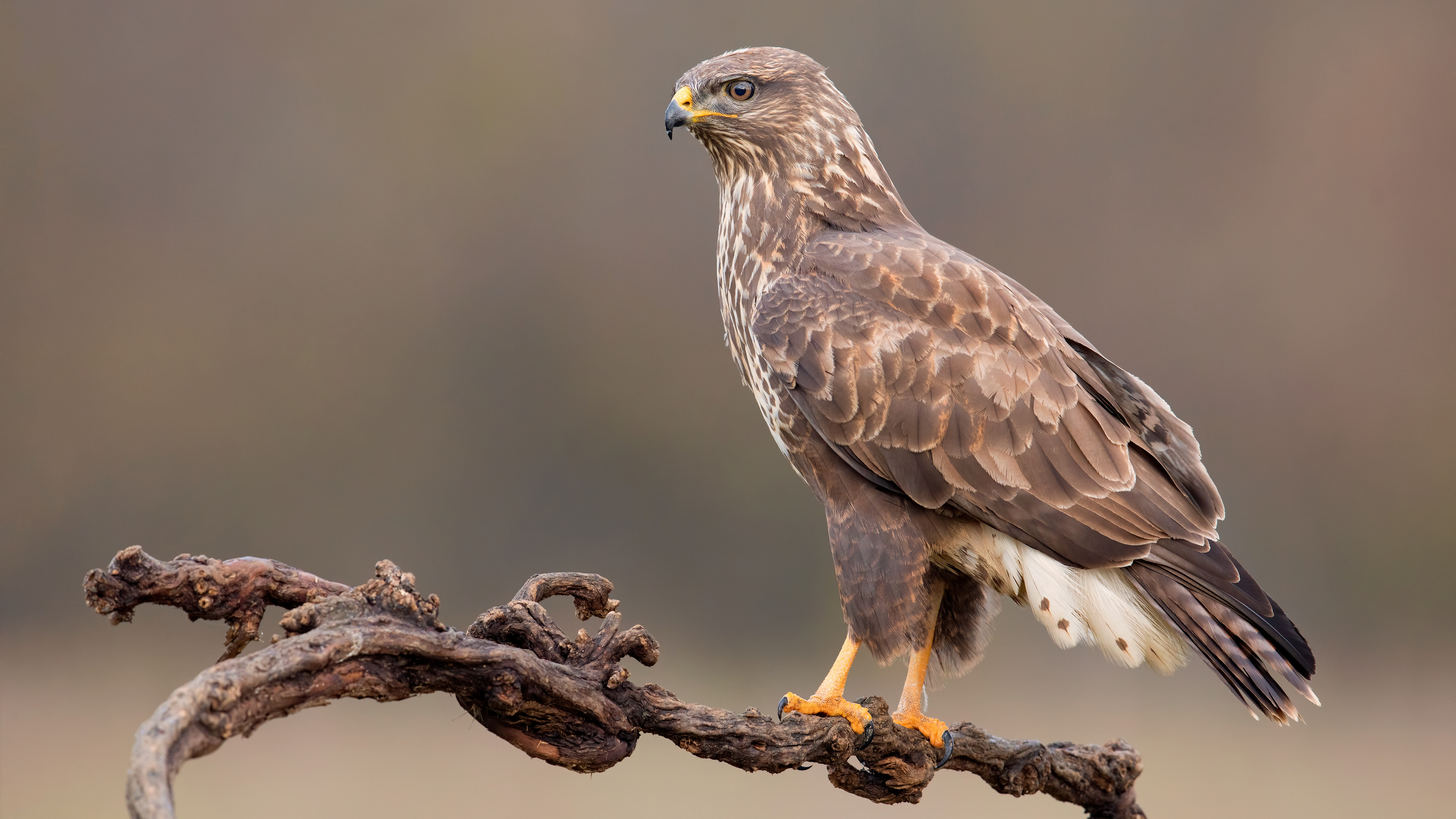 Free photo A hawk on a branch looking for prey