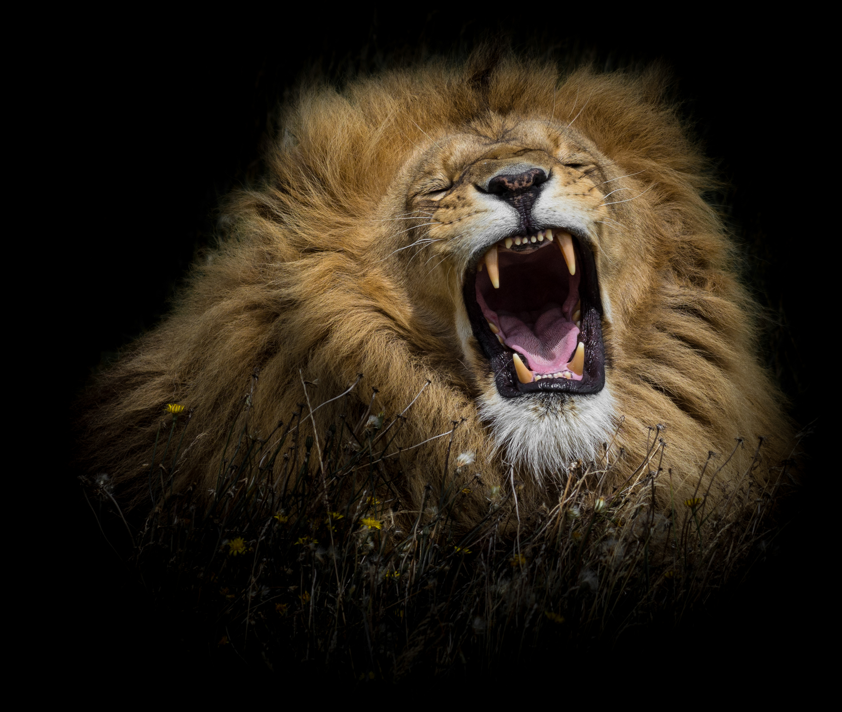 Wallpapers lion predator grin on the desktop