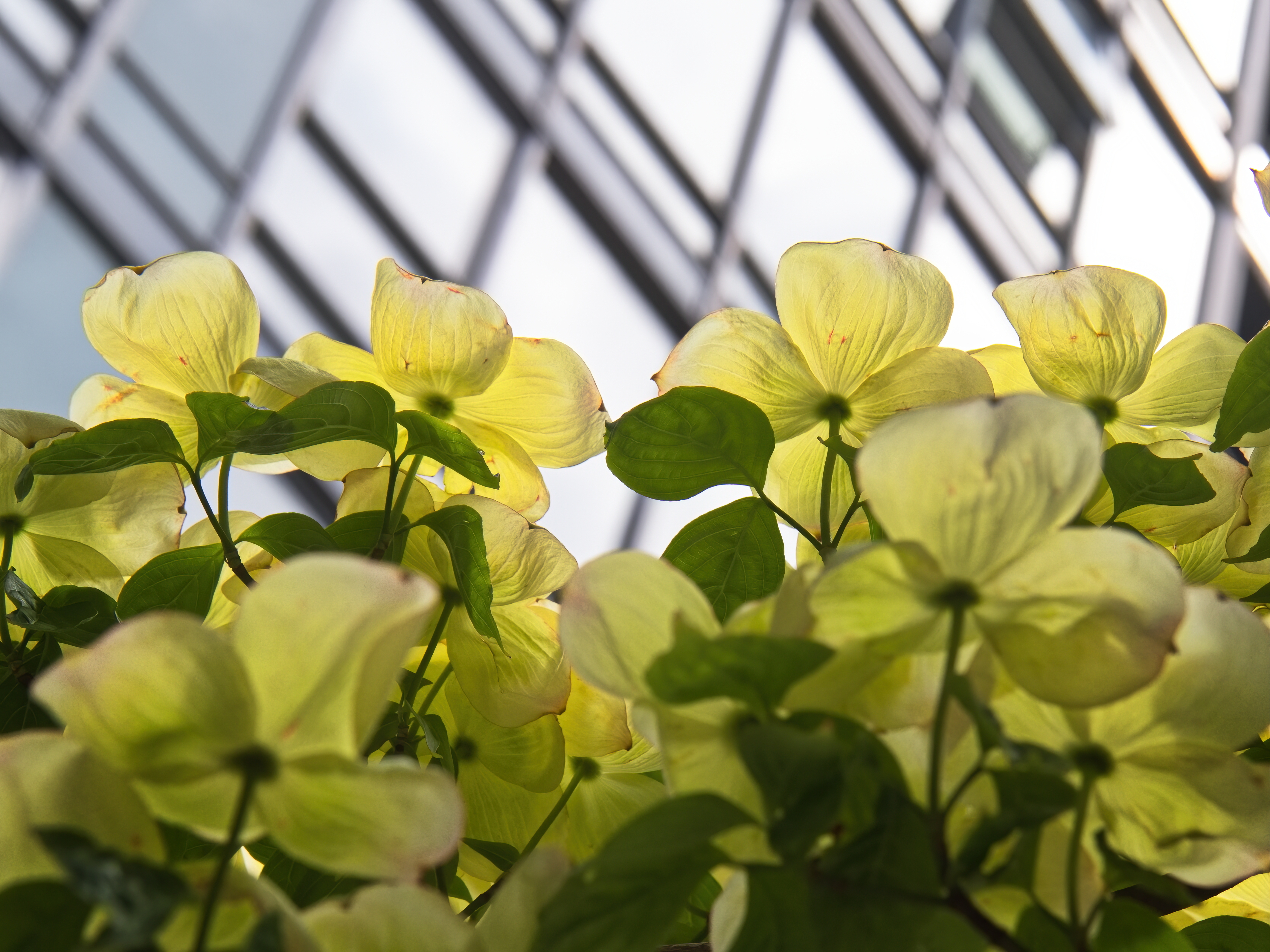 Обои современные офис здание на рабочий стол