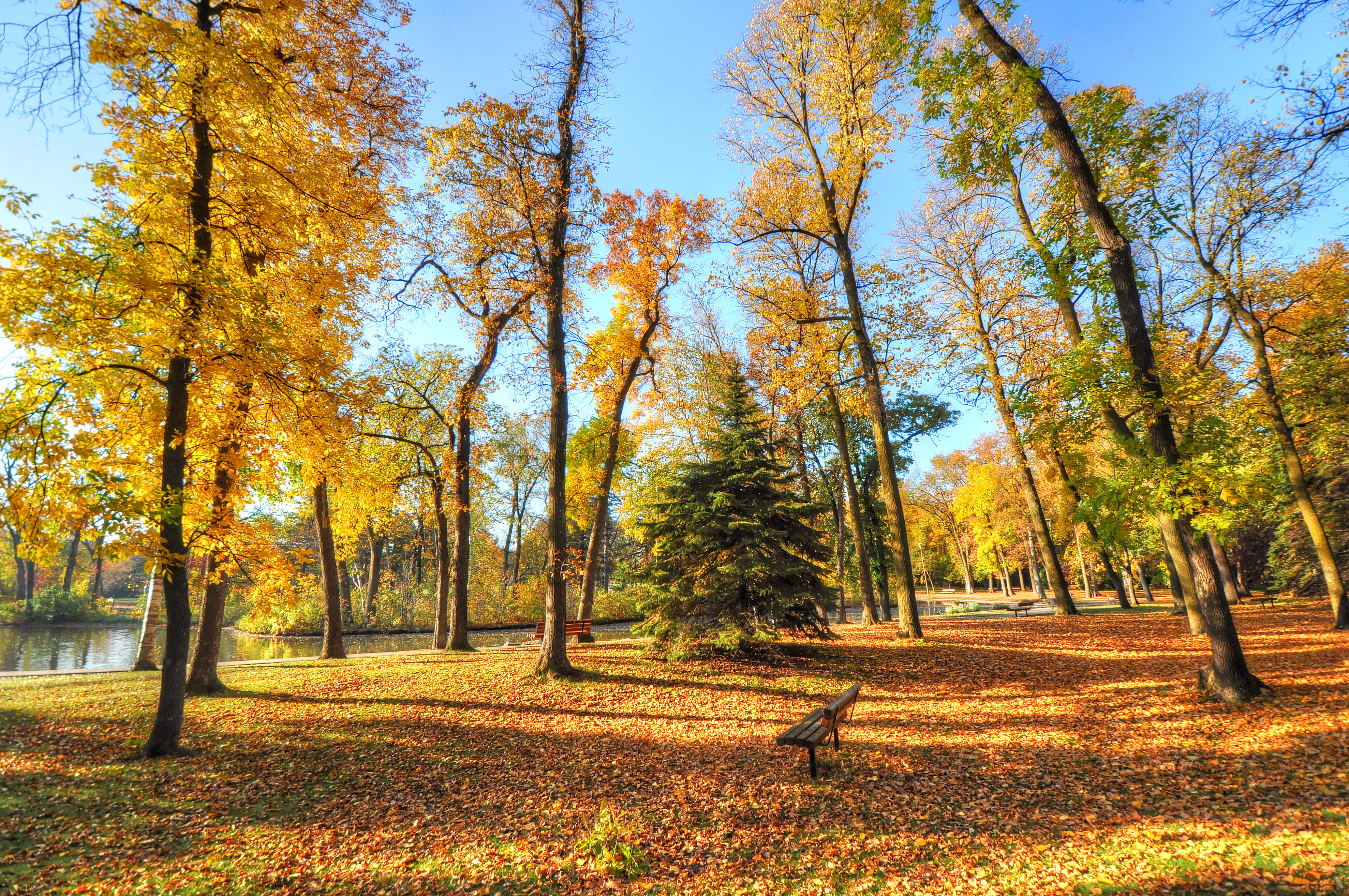 Free photo Autumn forest near the river