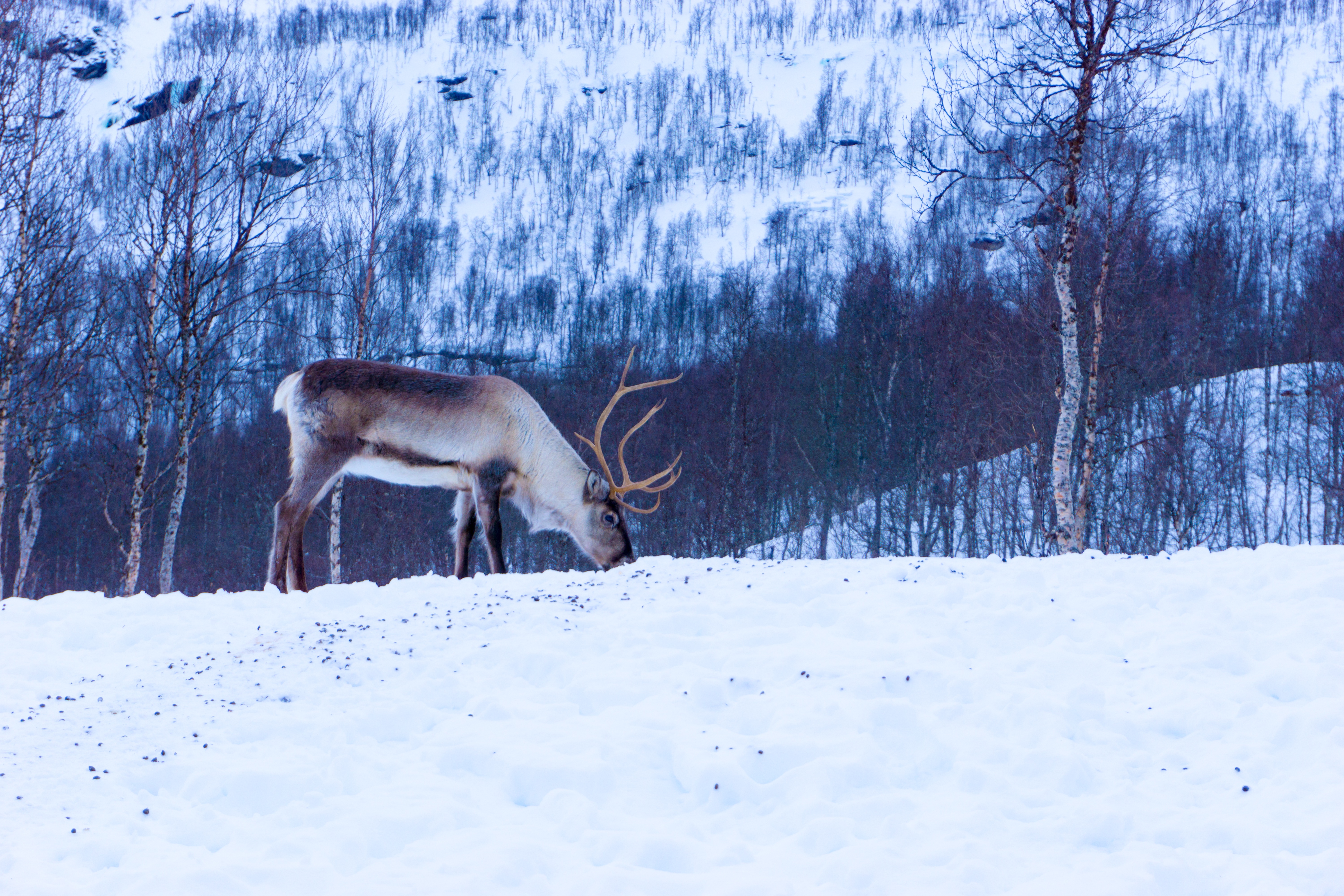 Wallpapers sleet the winter deer on the desktop