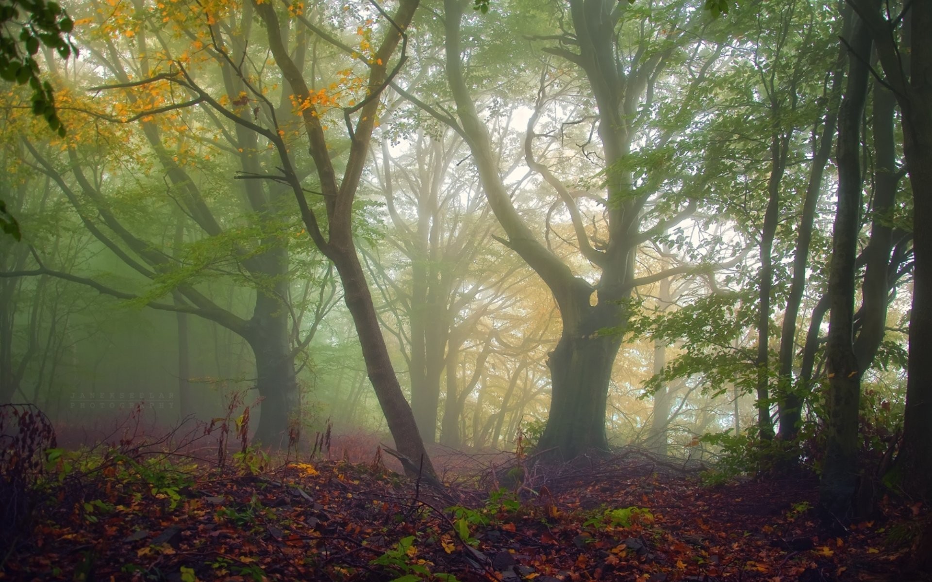 Free photo Fog in an old-growth forest in the fall