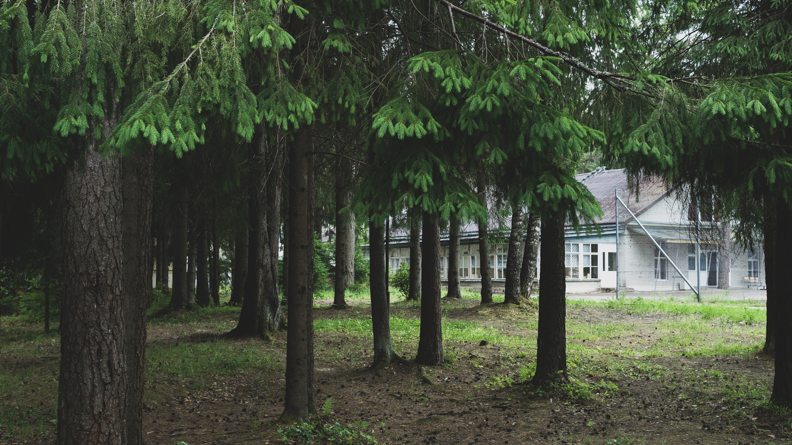 Wallpapers wallpaper trees backyard camp on the desktop