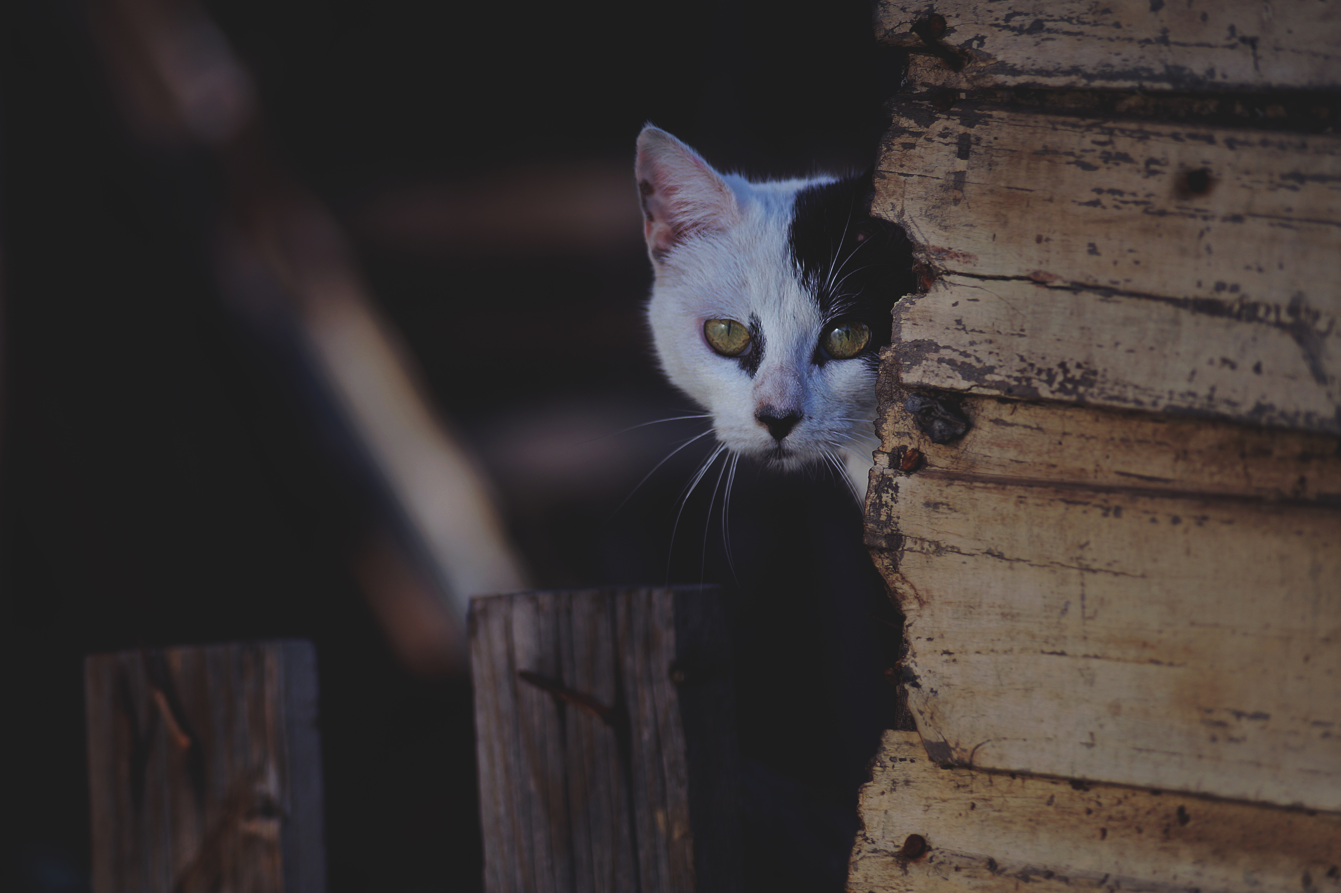 免费照片一只黑白相间的猫从墙角探出头来