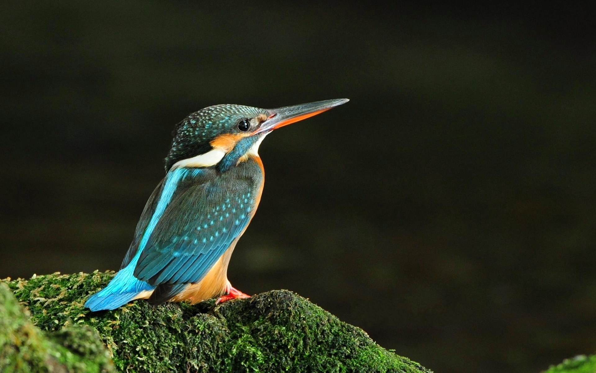 A little hummingbird sits on a rock.