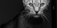 Бродячий кот на монохромном фото