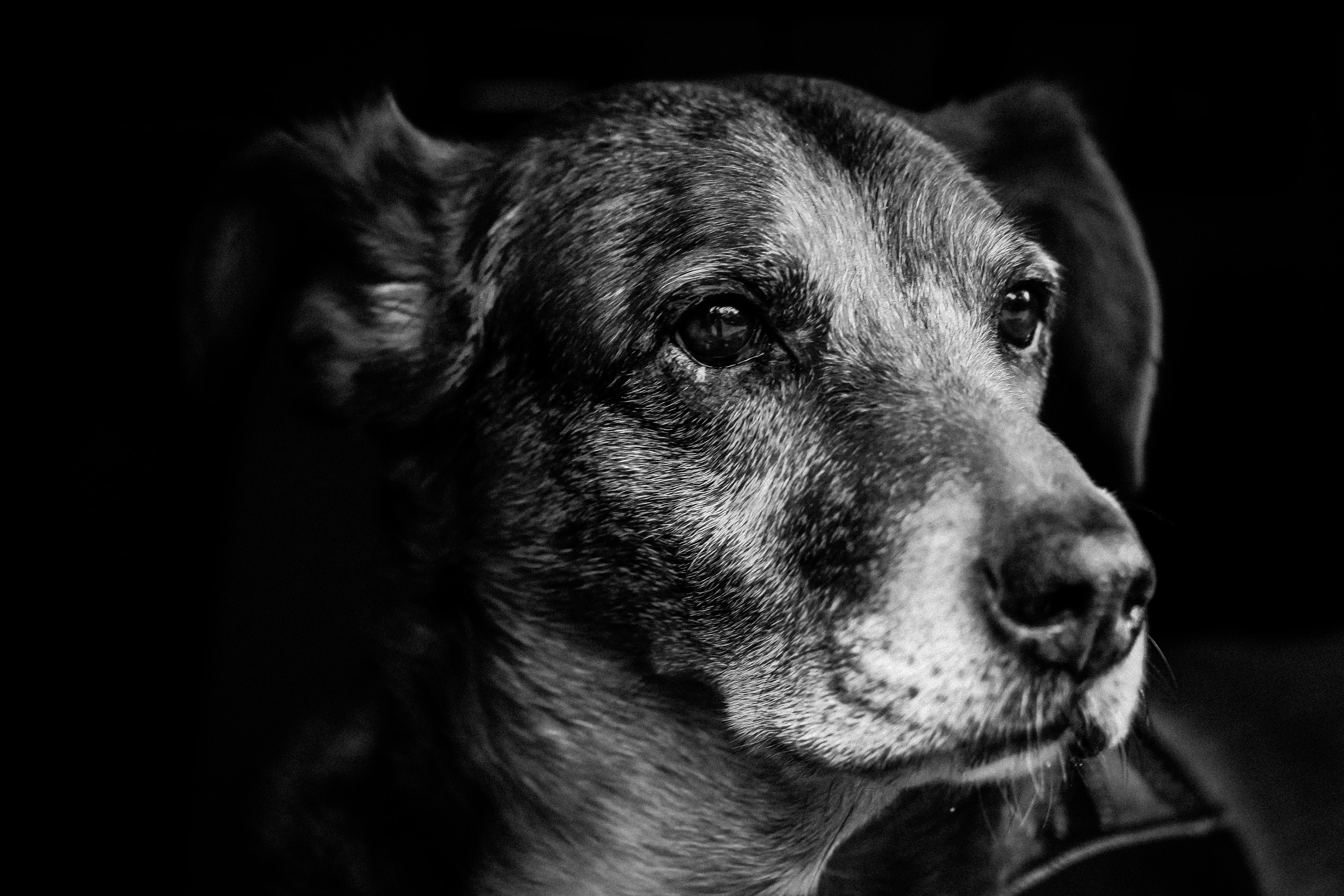 Wallpapers black and white puppy dog on the desktop