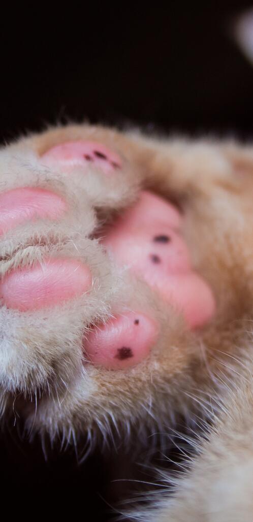 Обои пушистые лапа обои кошачья лапа на рабочий стол