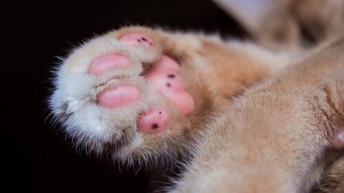 Обои пушистые лапа обои кошачья лапа на рабочий стол