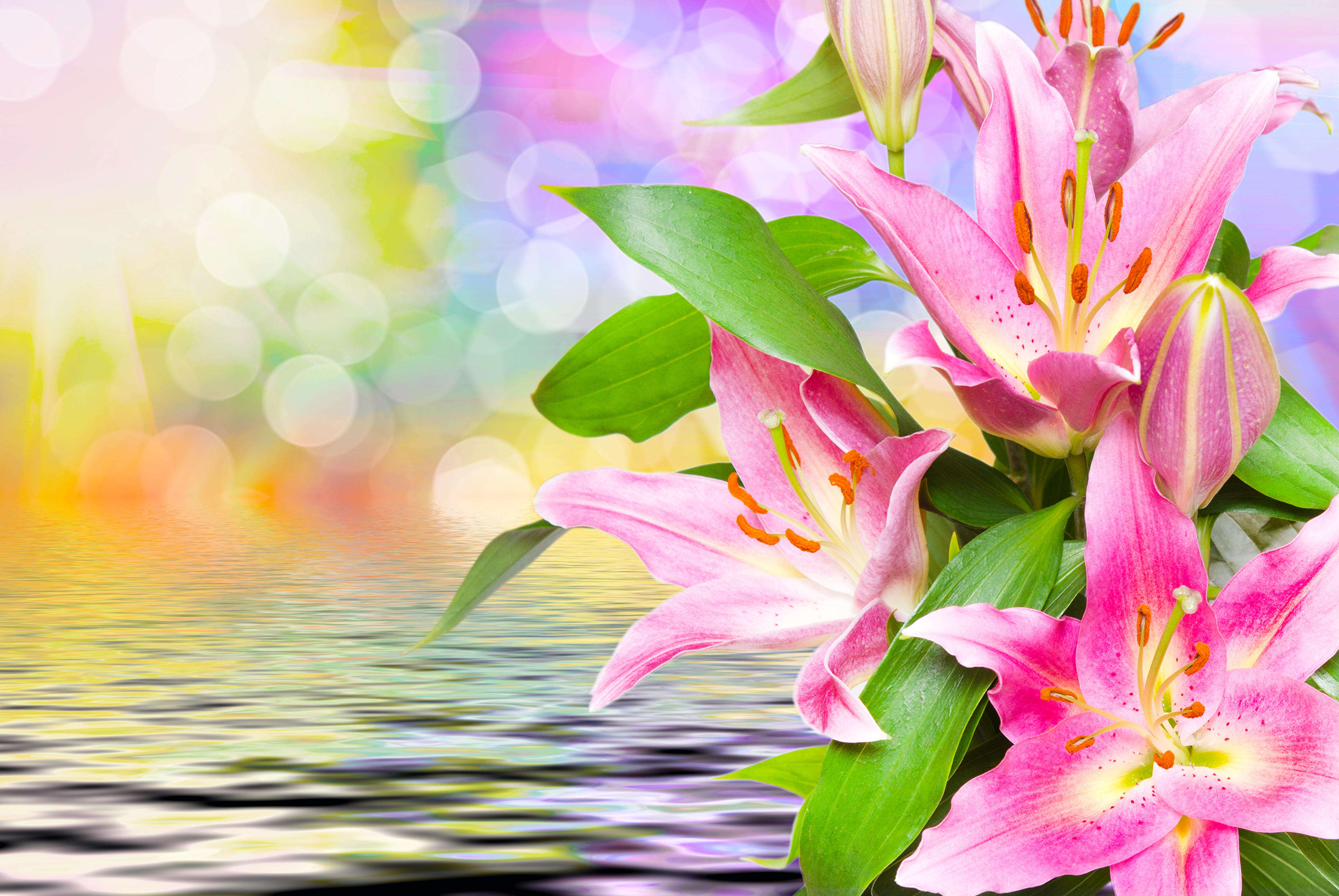 Wallpapers beautiful flowers lilies flora on the desktop