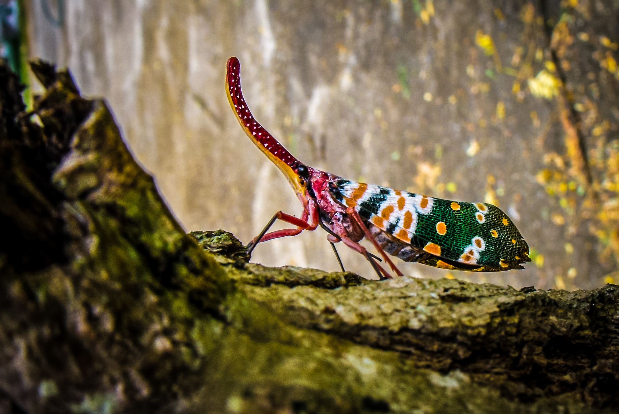 Free photo Semi-rigid-winged insect lateral view