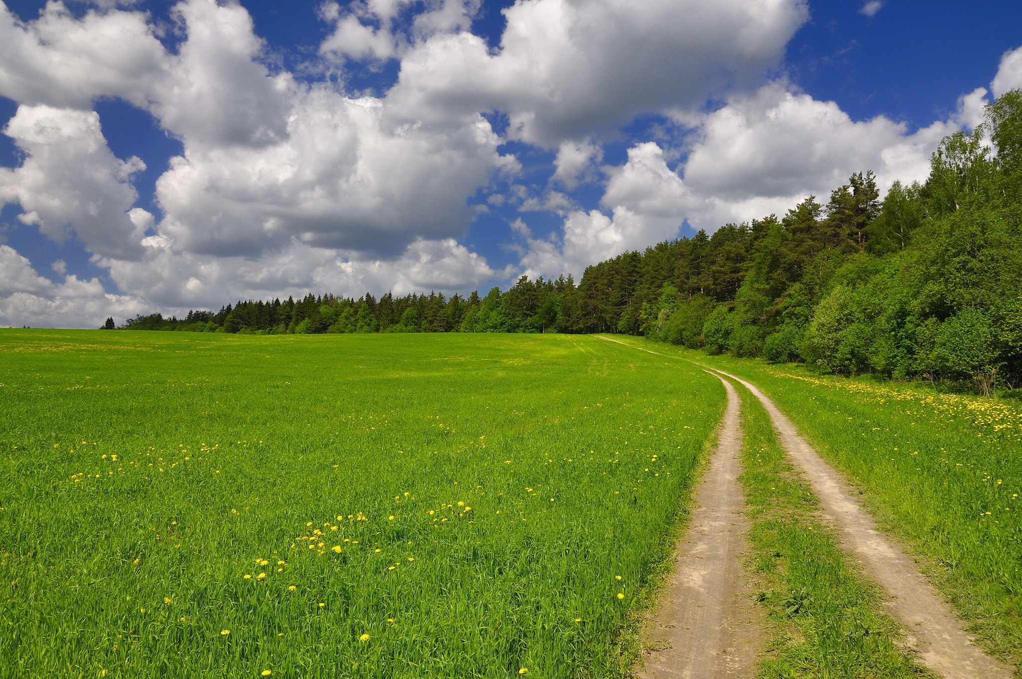 Wallpapers field road summer on the desktop