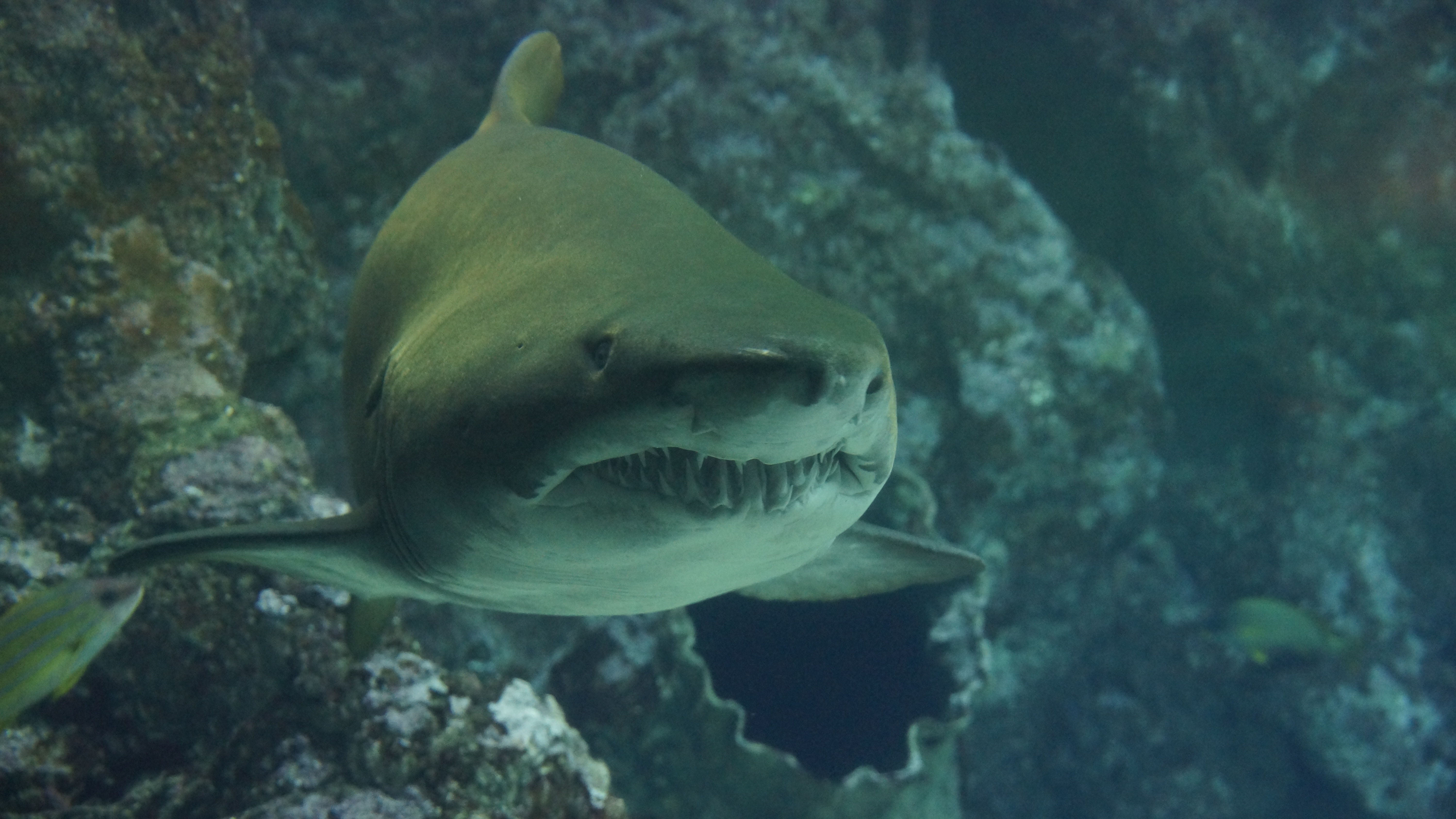 Wallpapers sea underwater biology on the desktop