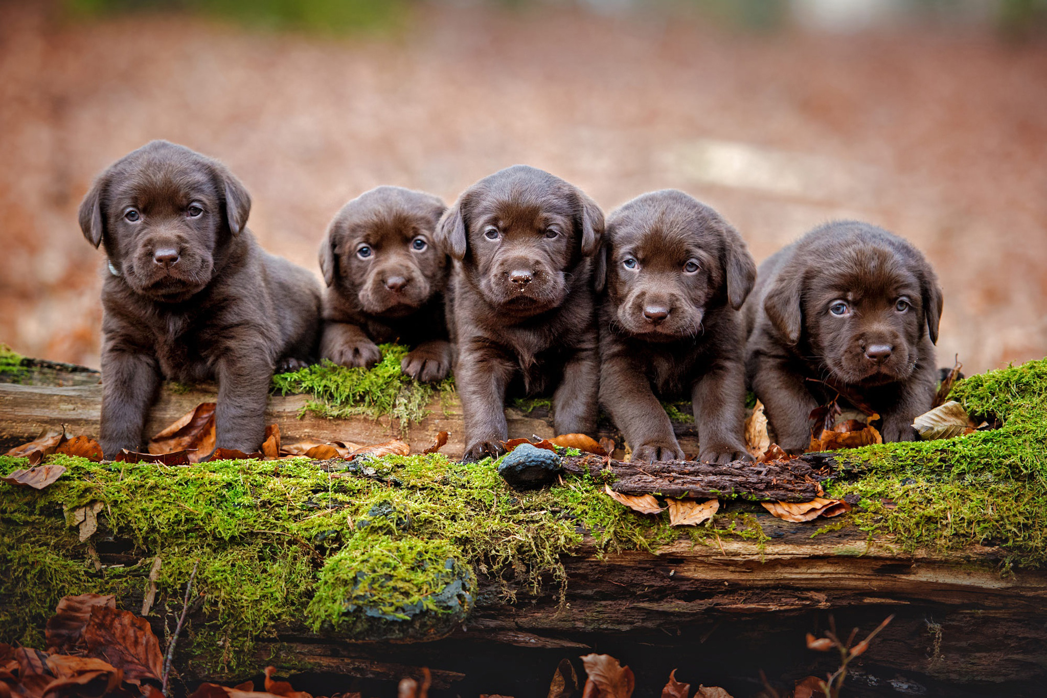 Free photo Chocolate-labradorchiki