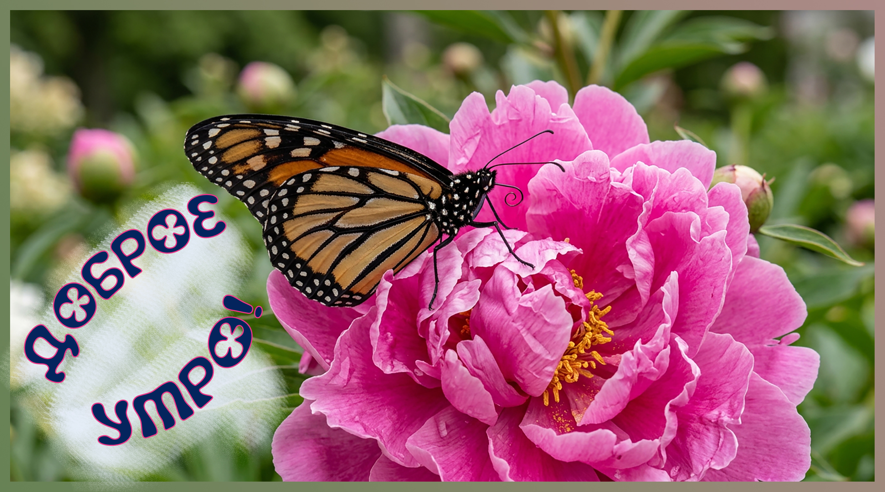 免费明信片早上好@rusrurus28