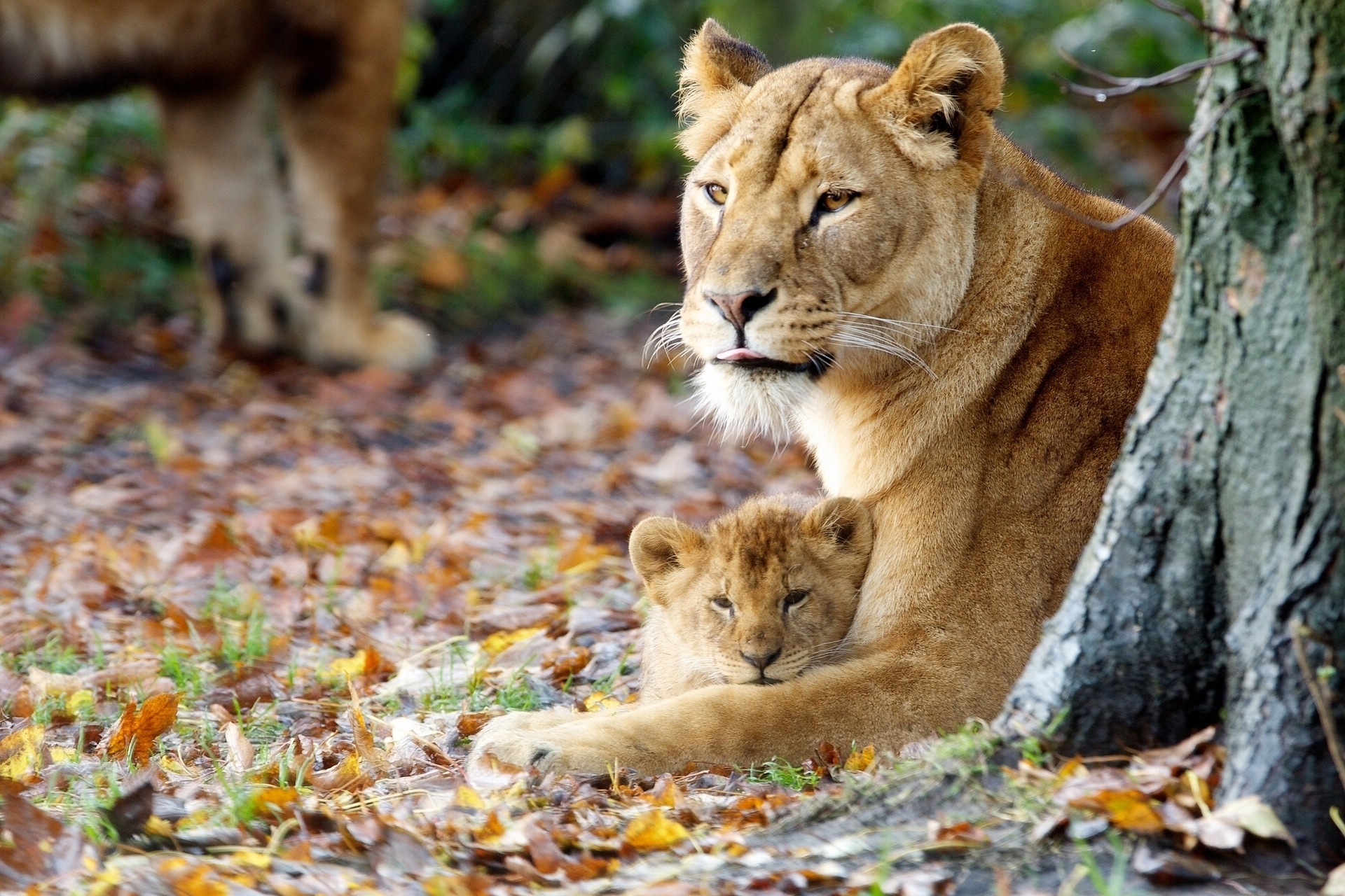 A little lion cub lies next to its mother
