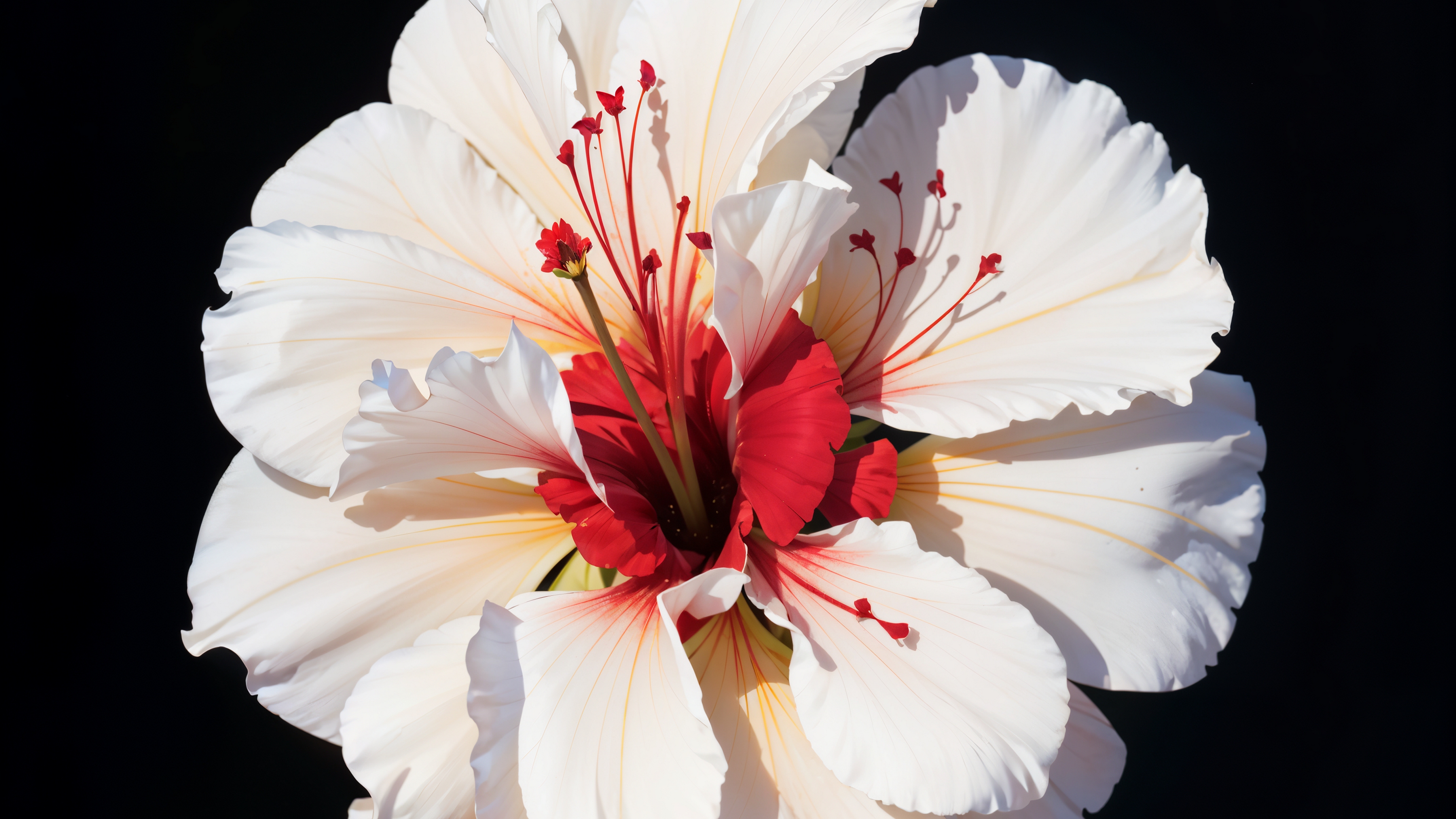 Free photo Beautiful mallow flower