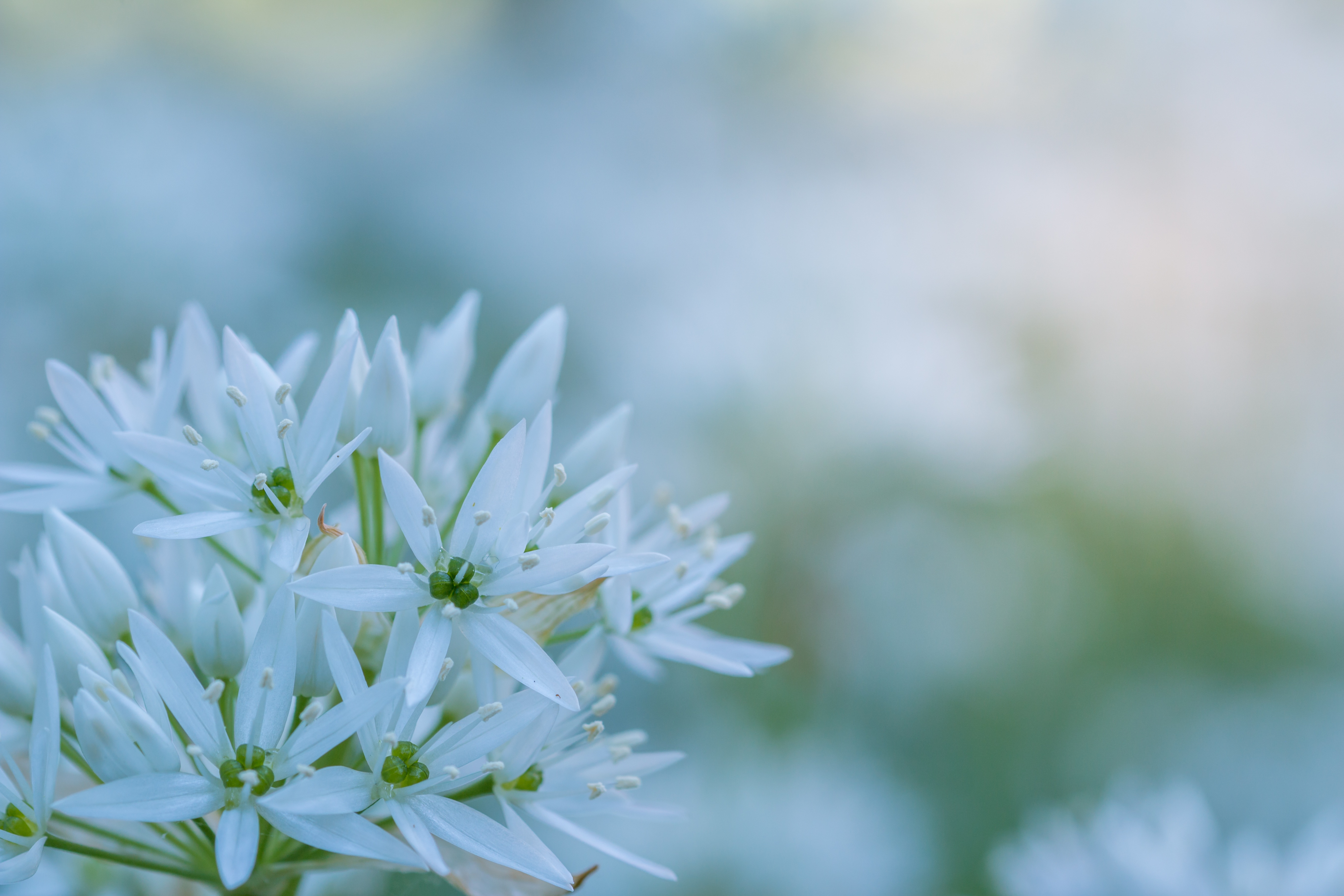 Wallpapers a harbinger of spring white close on the desktop